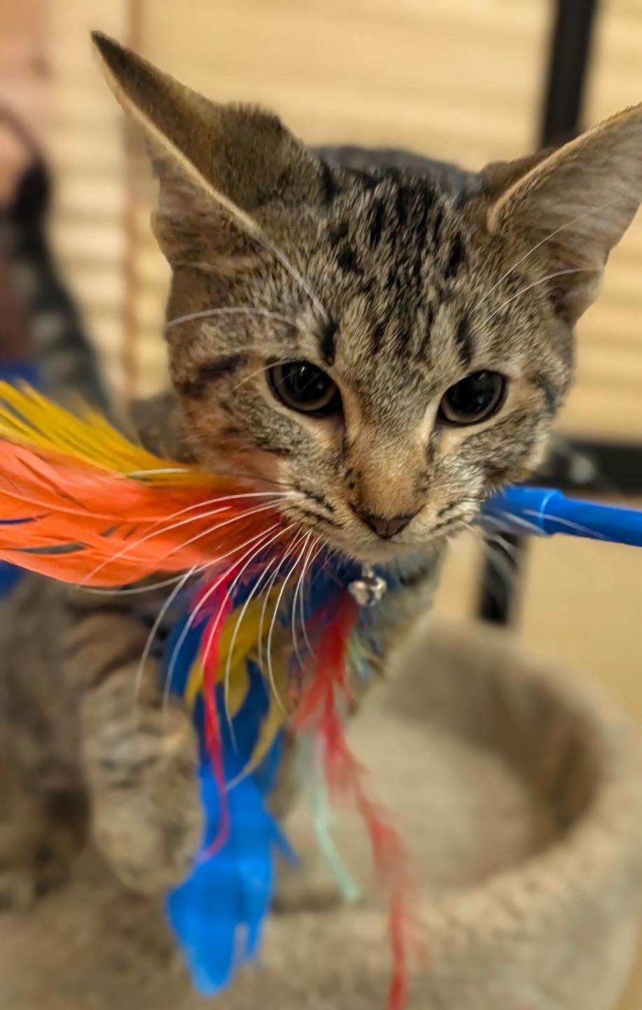 Indigo, Adoptable, Kitten Male Tabby.