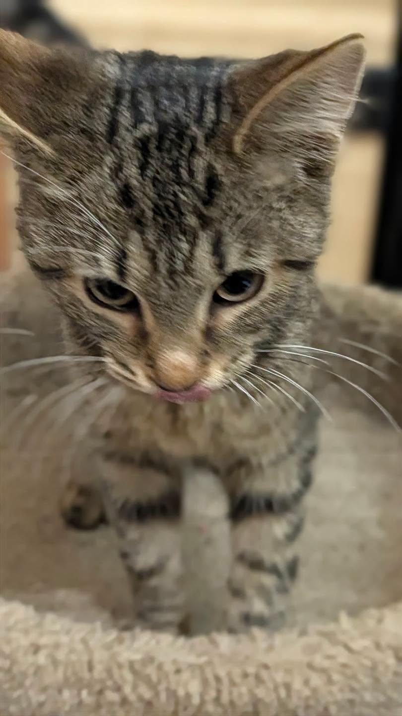 Enlarge Indigo, a Adoptable Tabby in Noblesville, IN image 3/5