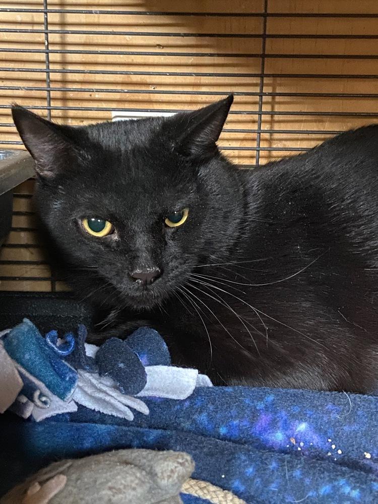 Enlarge Mackenzie, a Adoptable Domestic Short Hair in Thatcher, AZ image 1/1