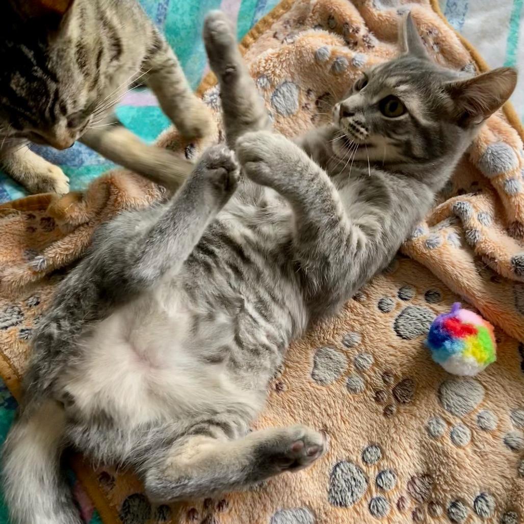 Enlarge Chee, a Adoptable Domestic Medium Hair in Santa Rosa, CA image 2/6