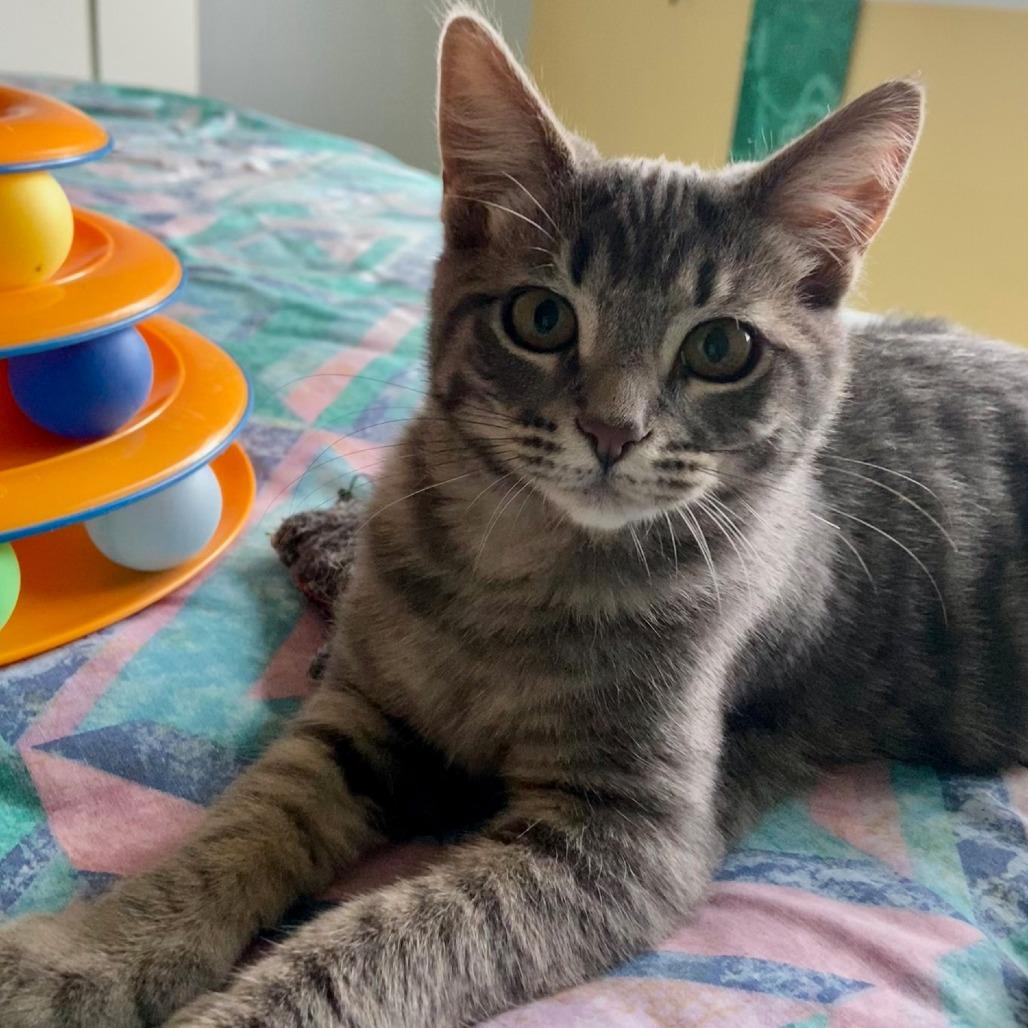 Enlarge Chee, a Adoptable Domestic Medium Hair in Santa Rosa, CA image 3/6
