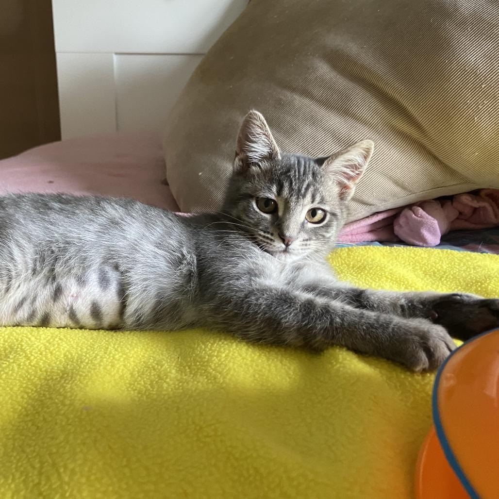 Enlarge Chee, a Adoptable Domestic Medium Hair in Santa Rosa, CA image 4/6