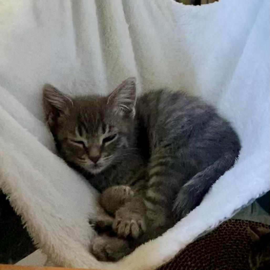 Enlarge Chee, a Adoptable Domestic Medium Hair in Santa Rosa, CA image 5/6