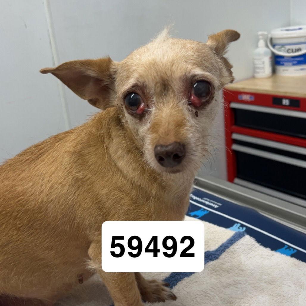 Peaches G, Adoptable, Adult Female Chihuahua.