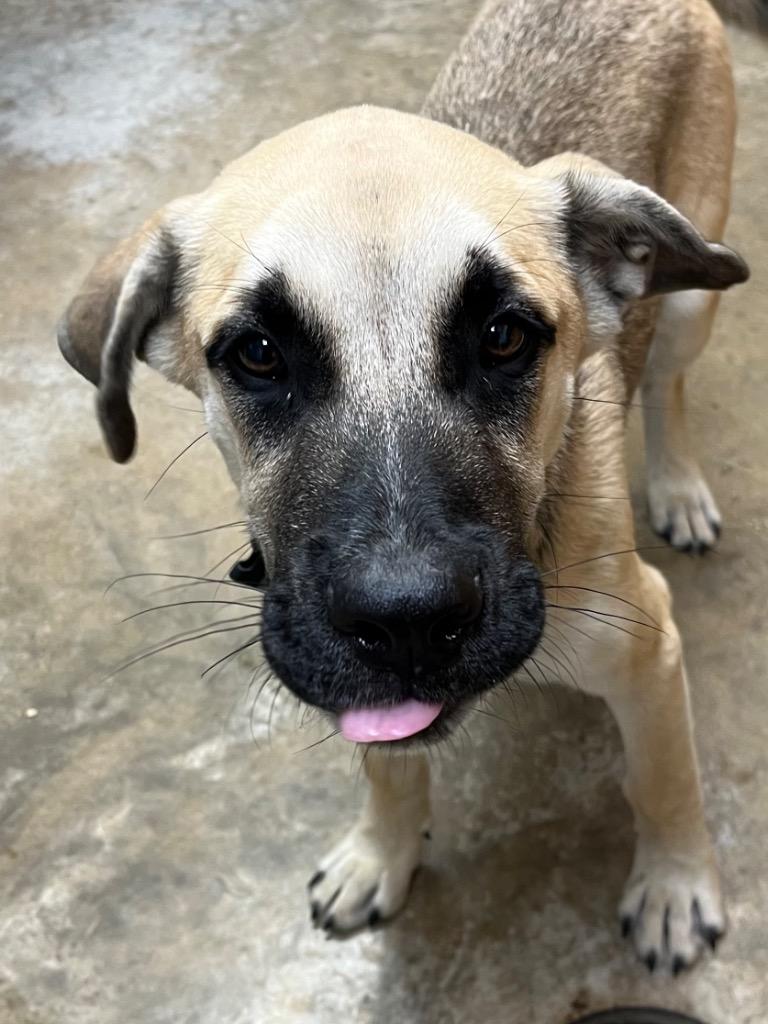 Enlarge Nuno, a Adoptable mixed breed in Lockhart, TX image 1/1