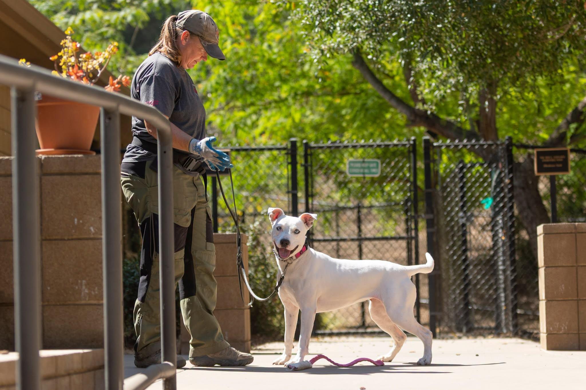 Enlarge Jojo, a Adoptable mixed breed in Santa Paula, CA image 4/4