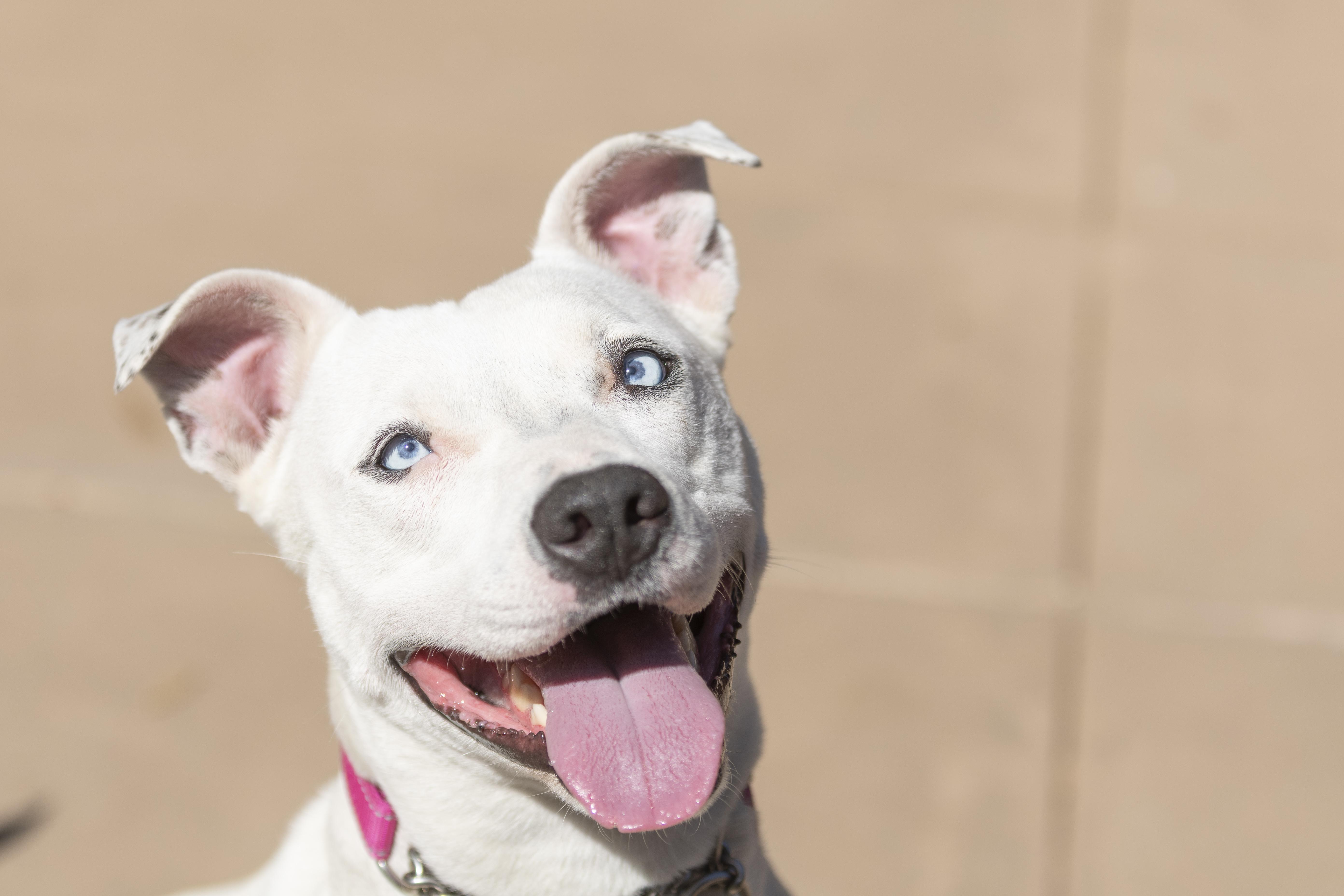 Enlarge Jojo, a Adoptable mixed breed in Santa Paula, CA image 2/4