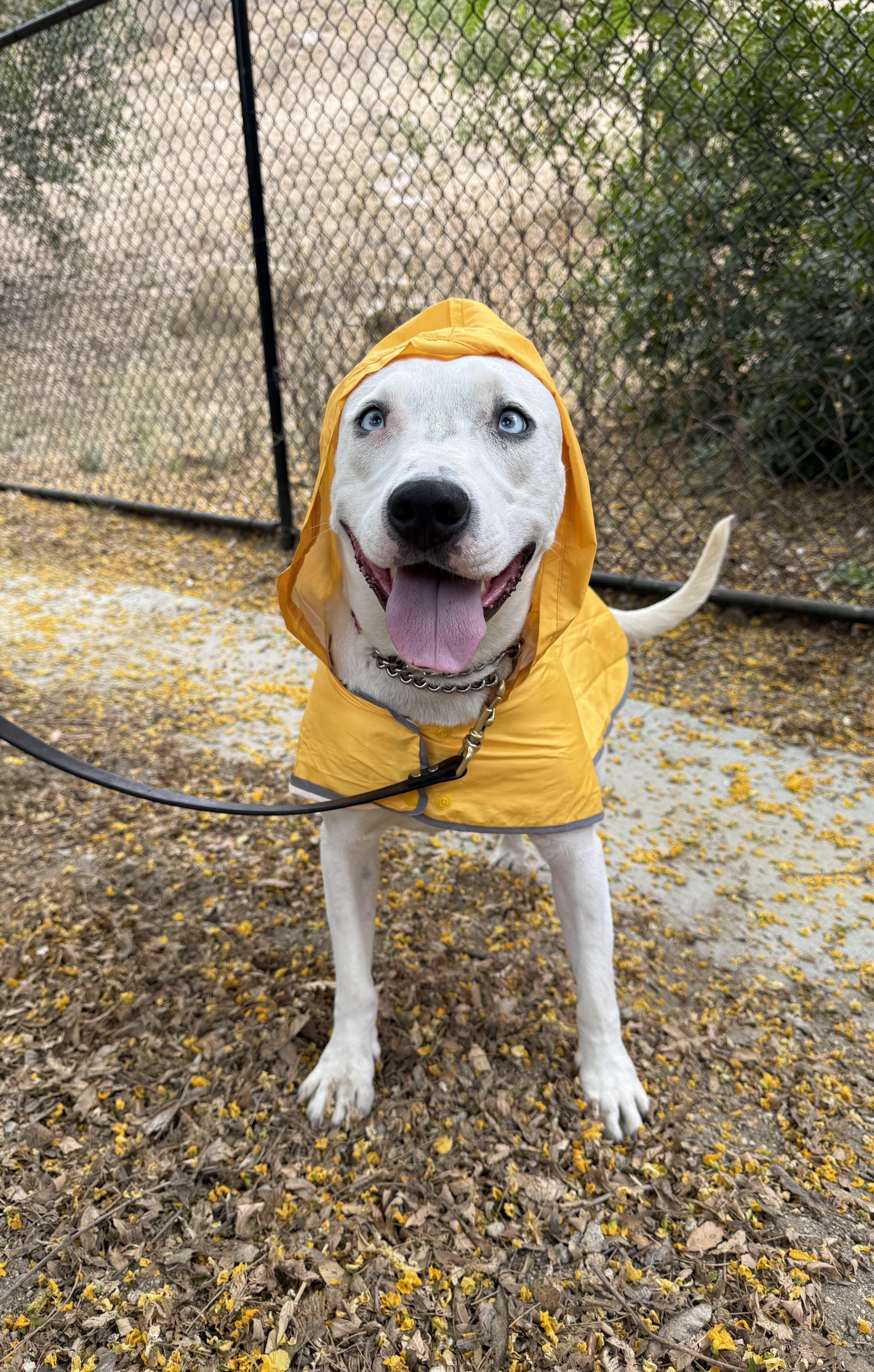 Enlarge Jojo, a Adoptable mixed breed in Santa Paula, CA image 1/4