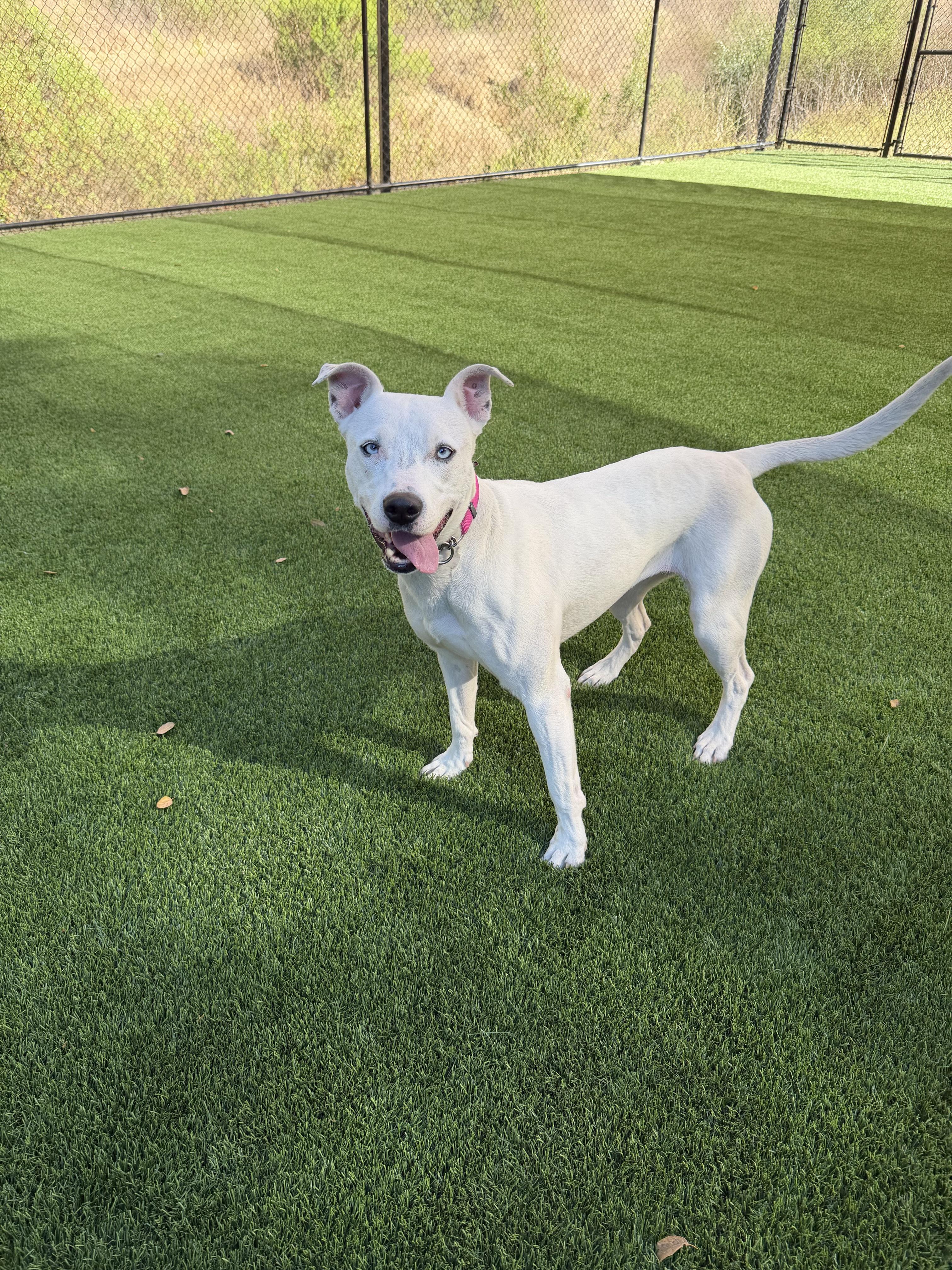 Enlarge Jojo, a Adoptable mixed breed in Santa Paula, CA image 3/4