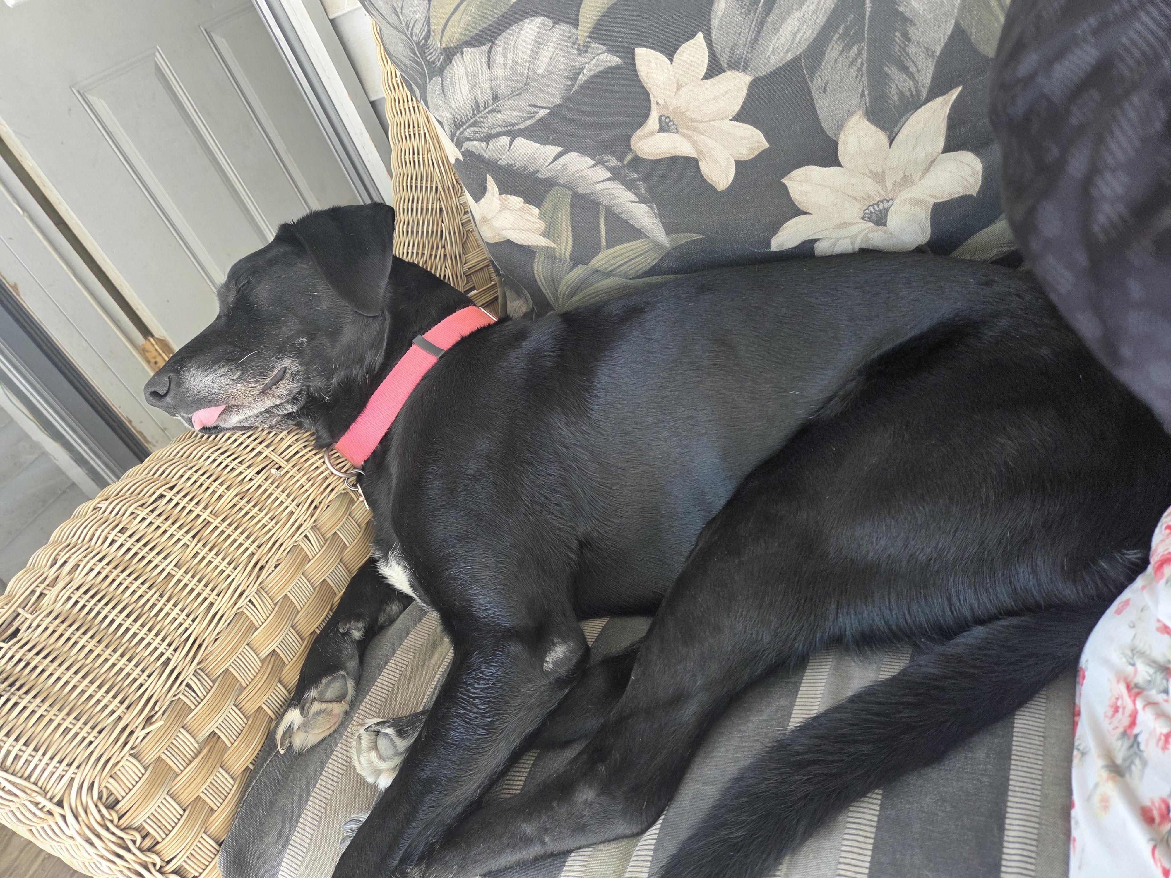 Enlarge Lulu, an adoptable mixed breed in Aurora, IL image 3/6