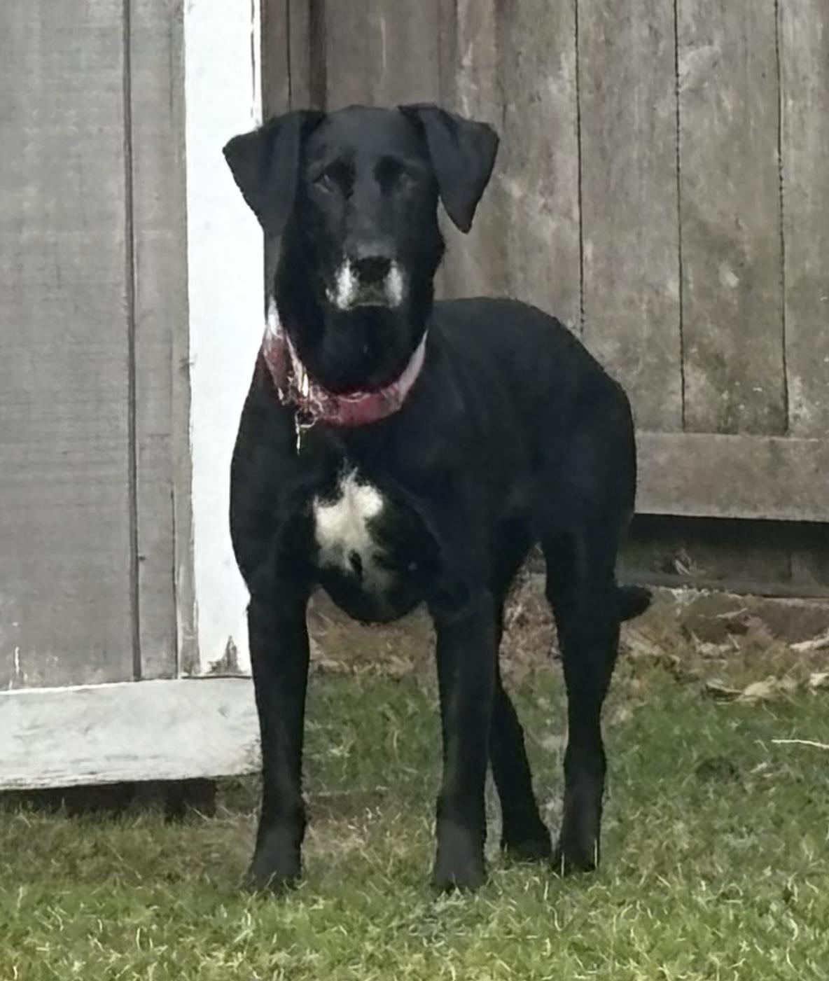 Lulu, adoptable, Adult Female Labrador Retriever.