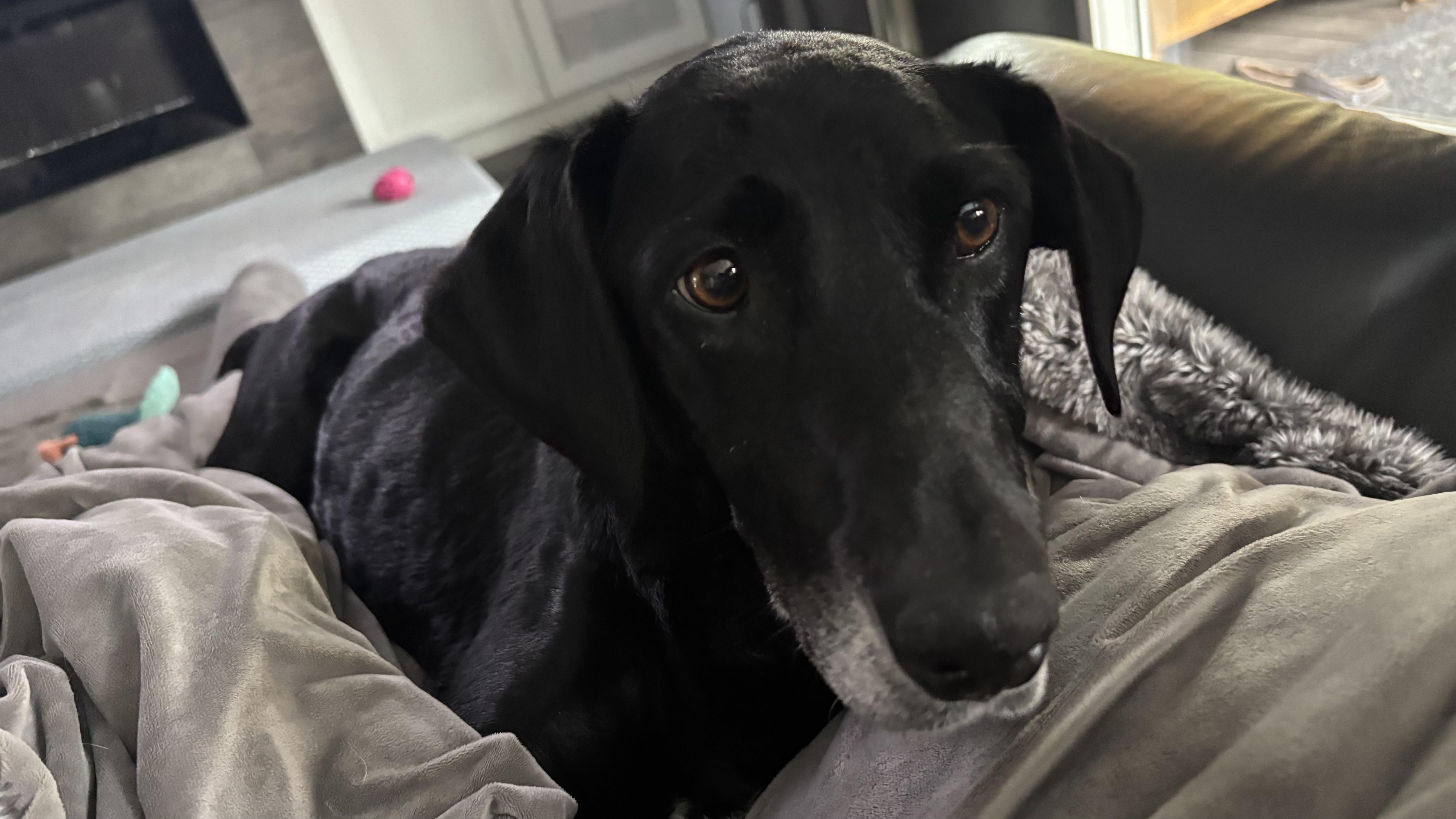 Lulu, Adoptable, Adult Female Labrador Retriever.