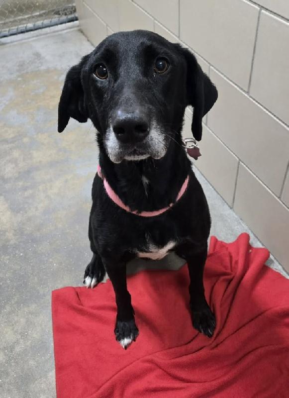 Enlarge Lulu, a Adoptable mixed breed in Aurora, IL image 1/1