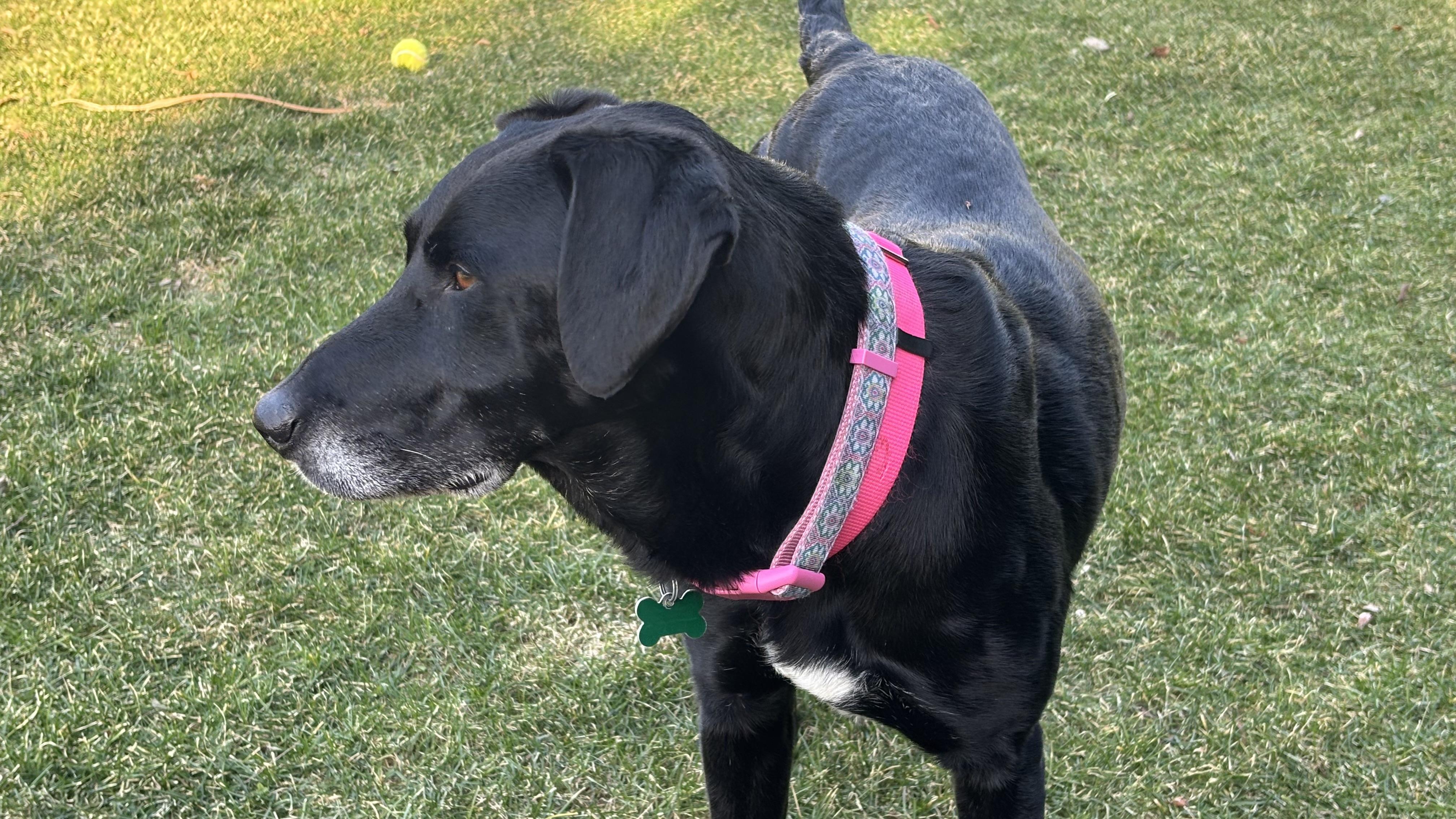 Enlarge Lulu, a Adoptable mixed breed in Aurora, IL image 5/6