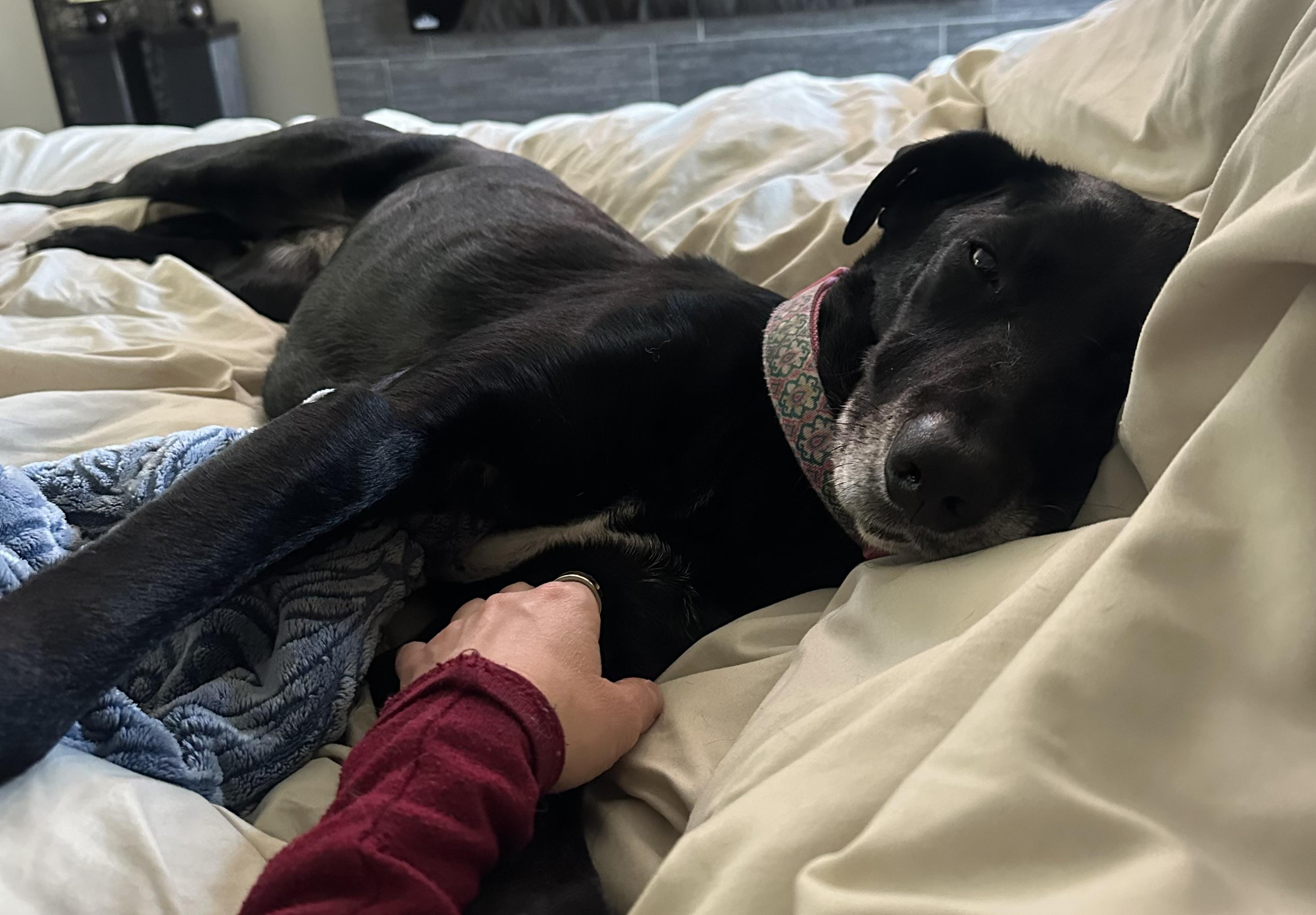 Enlarge Lulu, a Adoptable mixed breed in Aurora, IL image 2/6