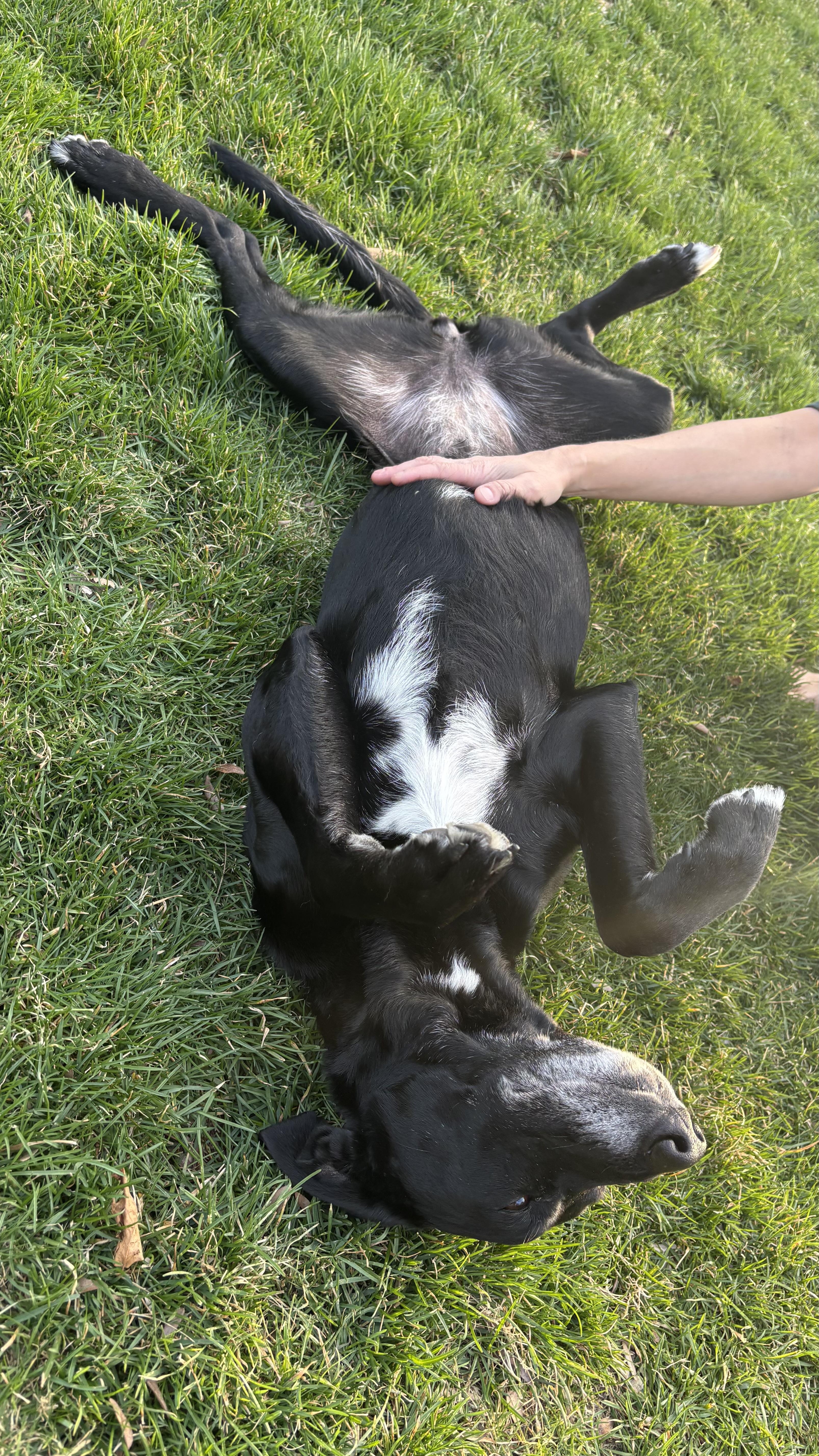 Enlarge Lulu, a Adoptable mixed breed in Aurora, IL image 3/6