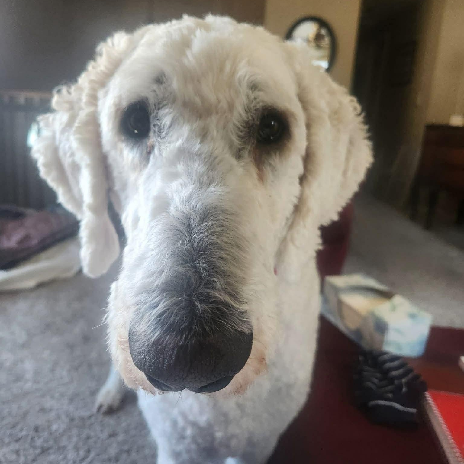 Molly, ADOPTABLE, Adult Female Komondor.