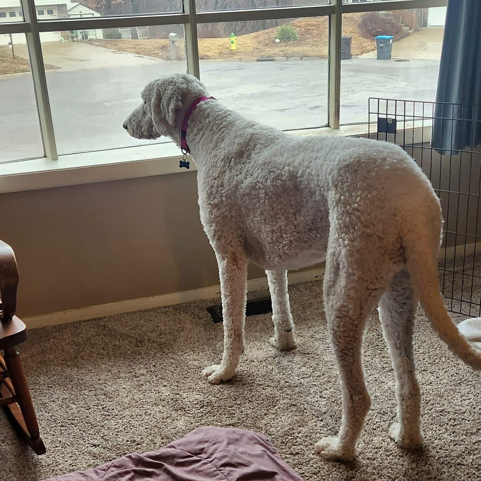 Enlarge Molly, a ADOPTABLE Komondor in Tremont, IL image 4/6