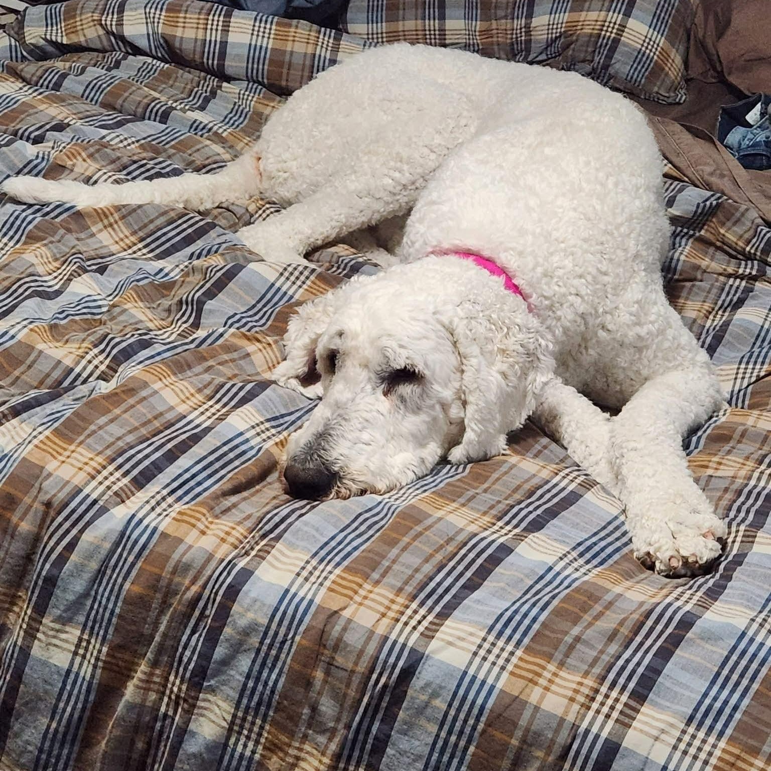 Enlarge Molly, a ADOPTABLE Komondor in Tremont, IL image 5/6