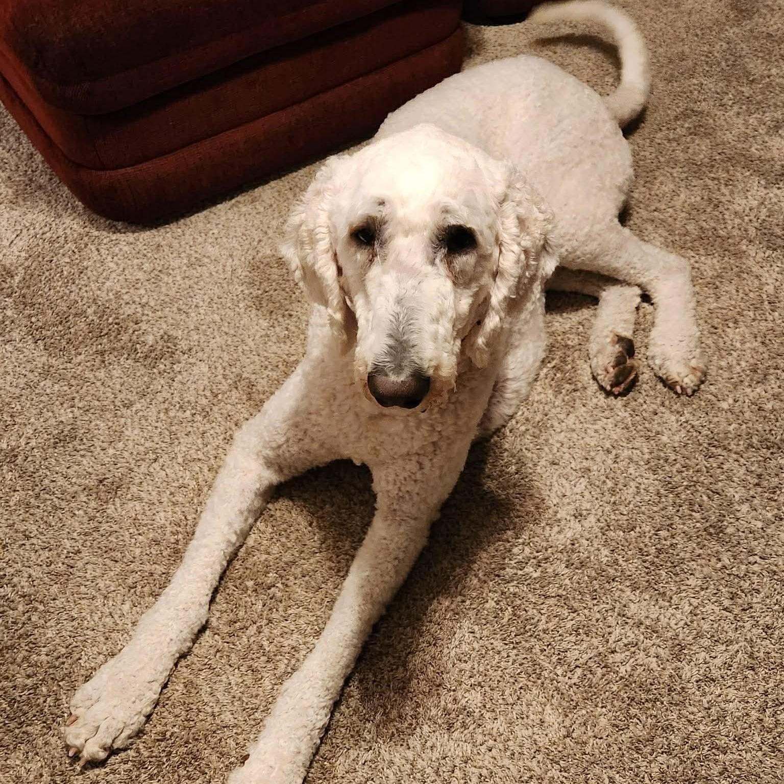 Enlarge Molly, a ADOPTABLE Komondor in Tremont, IL image 6/6