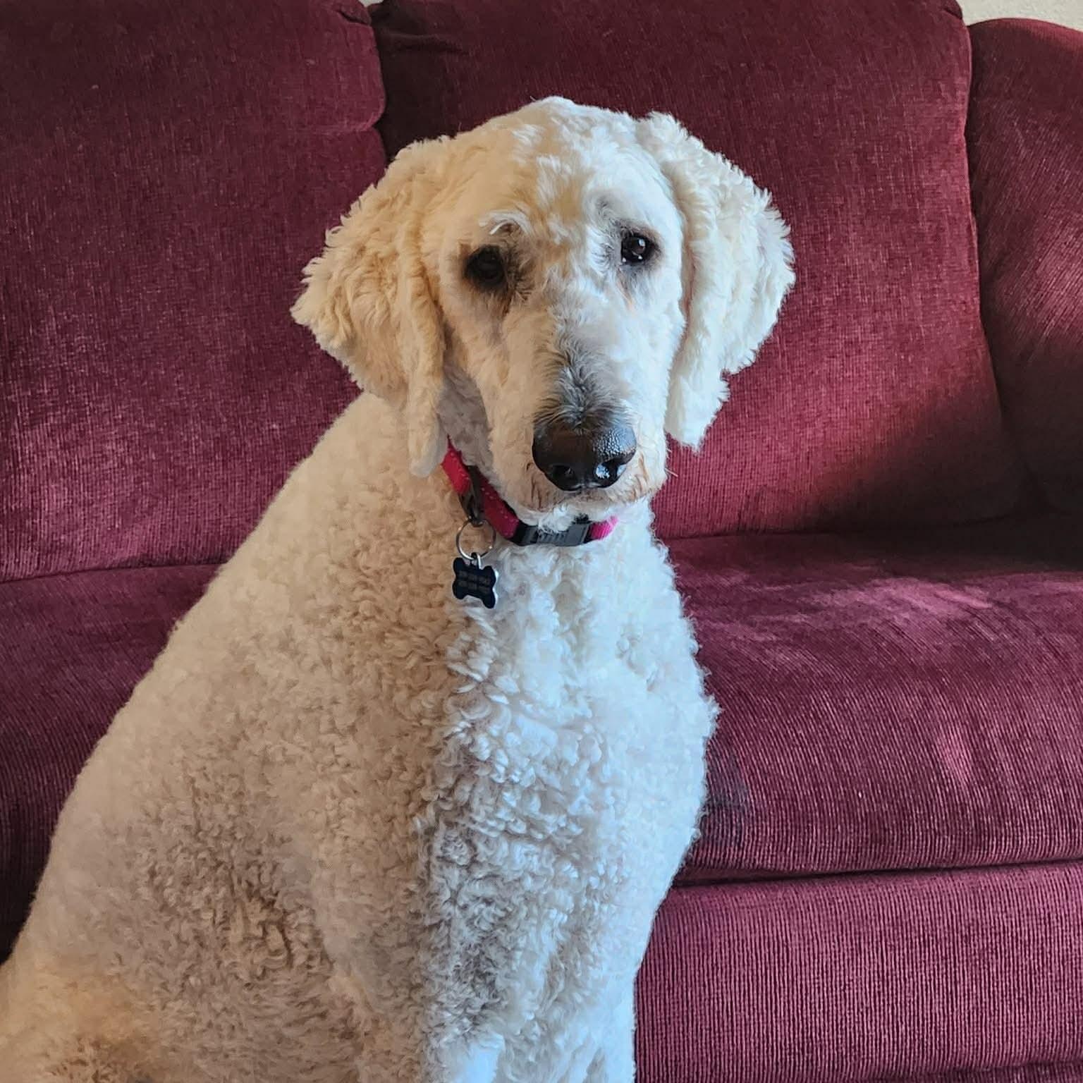 Enlarge Molly, a ADOPTABLE Komondor in Tremont, IL image 2/6