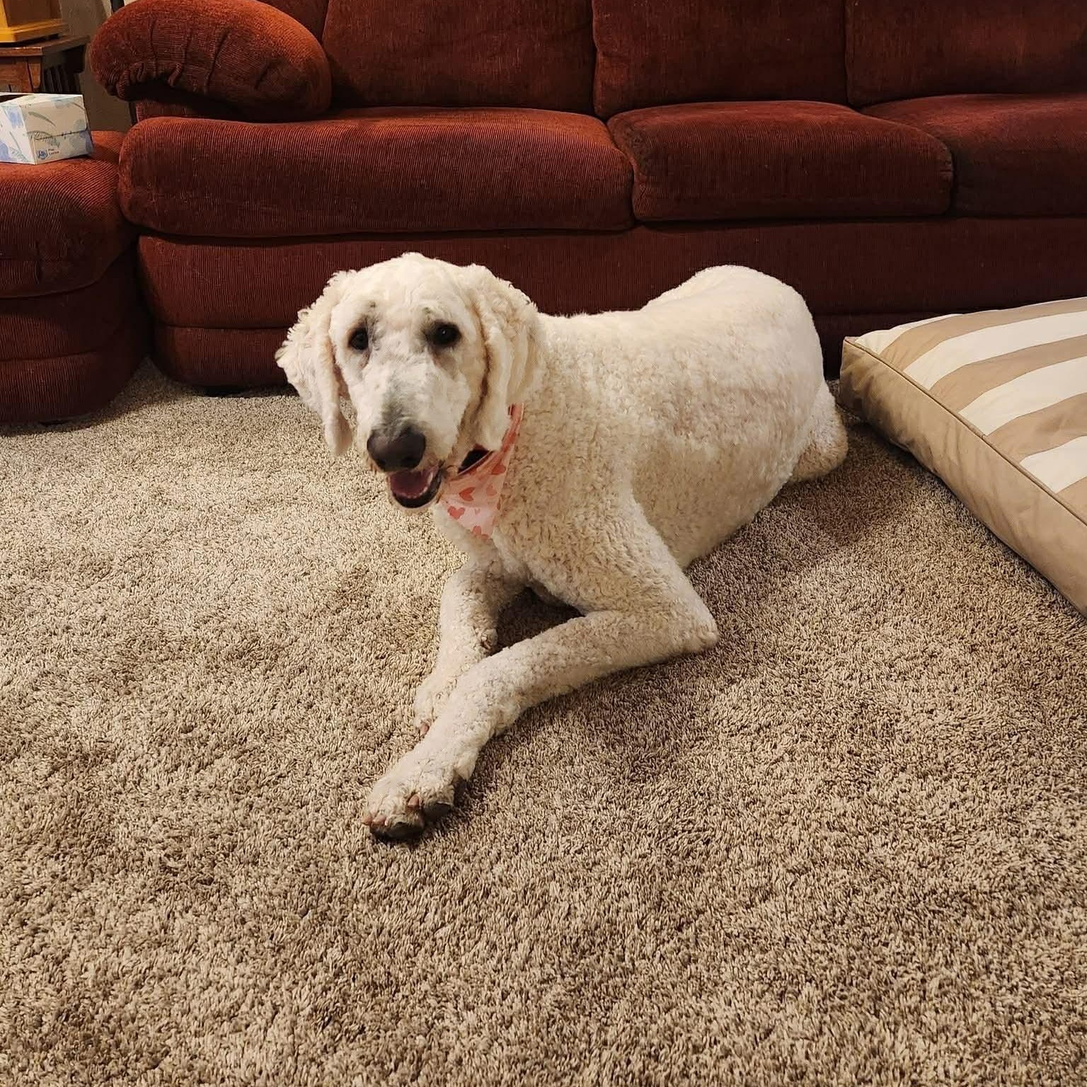 Enlarge Molly, a ADOPTABLE Komondor in Tremont, IL image 3/6