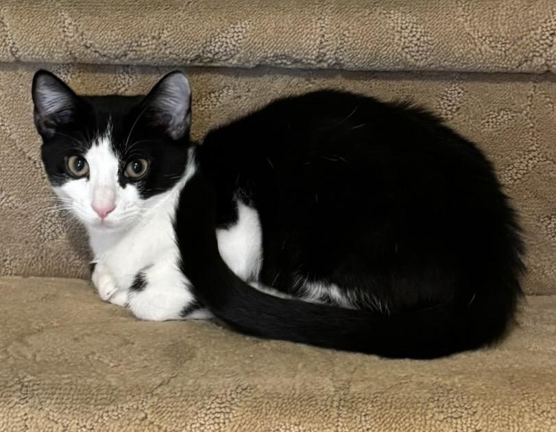 Junioir, Adoptable, Kitten Male Domestic Short Hair.