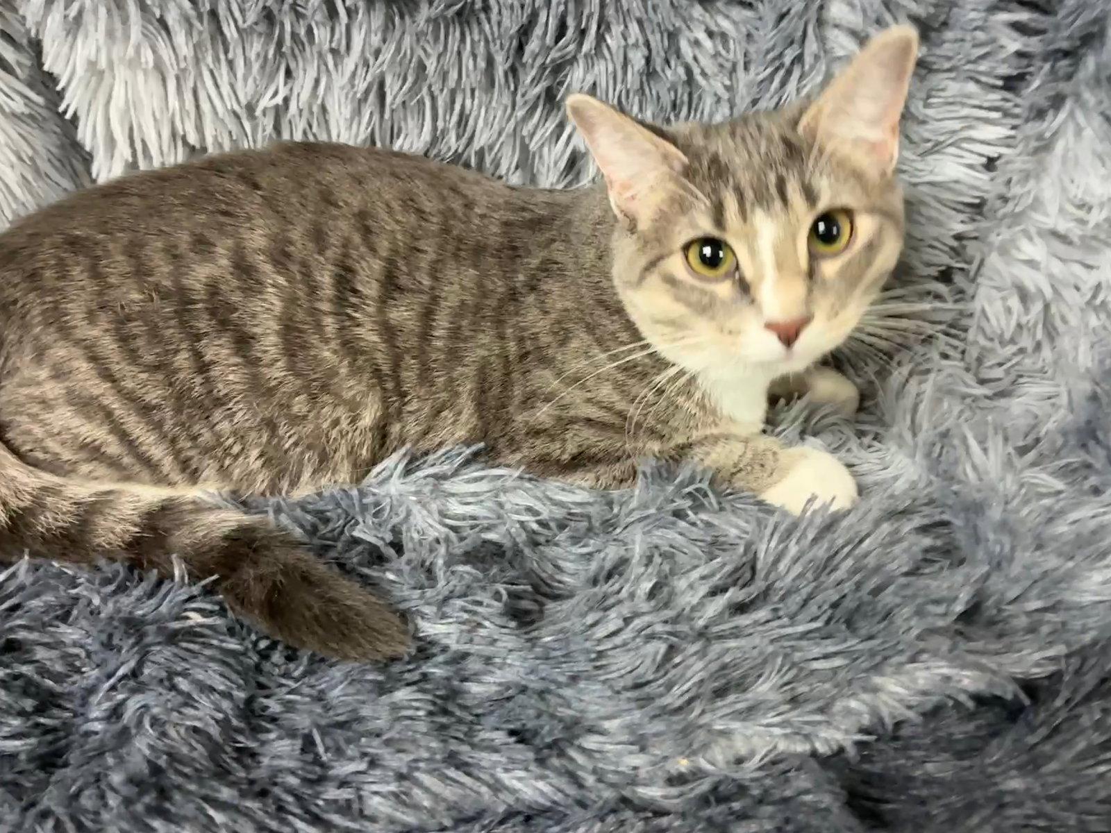 Enlarge Krypton, a Adoptable mixed breed in Forest Lake, MN image 1/2