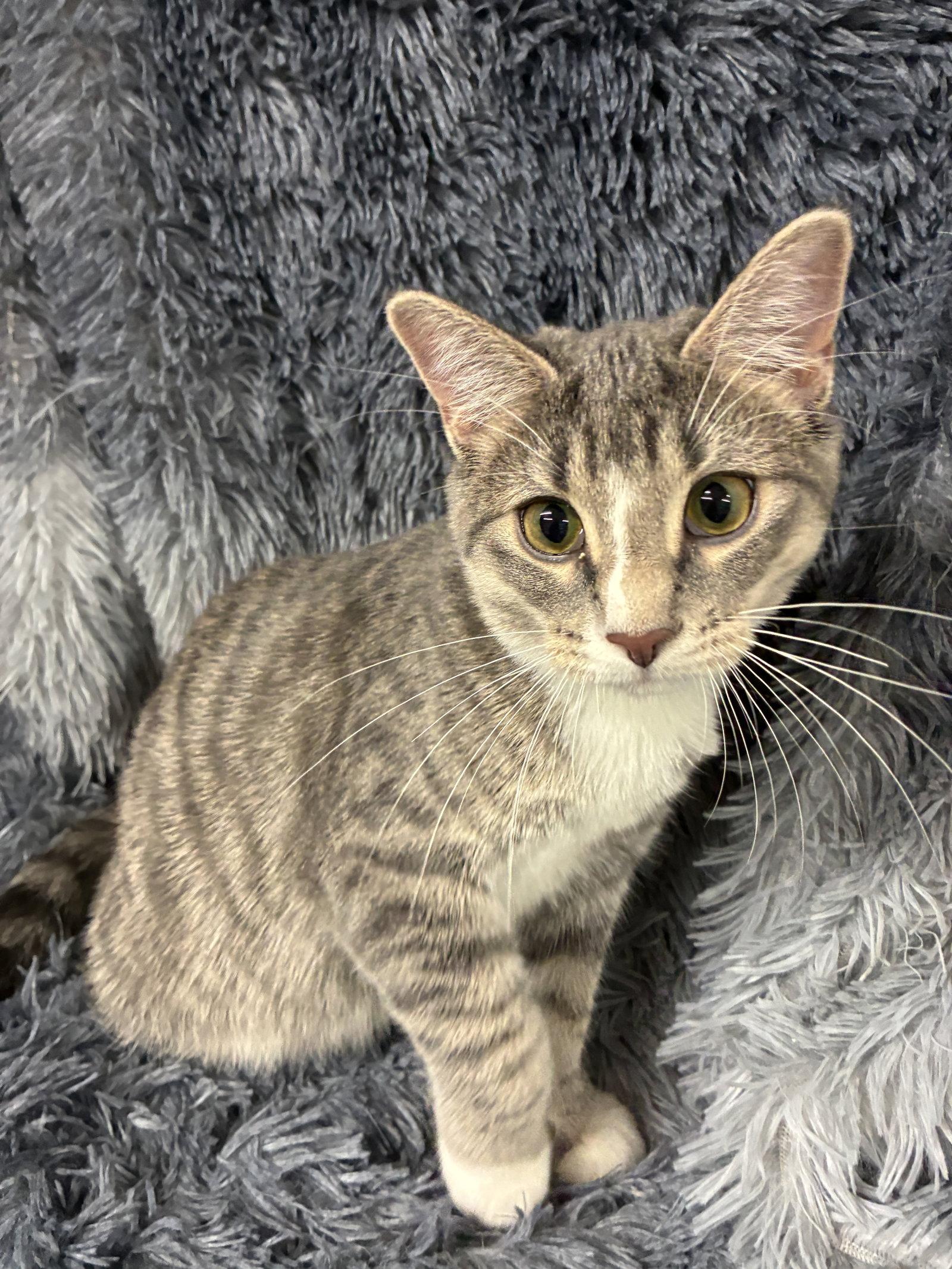 Enlarge Krypton, a Adoptable mixed breed in Forest Lake, MN image 2/2
