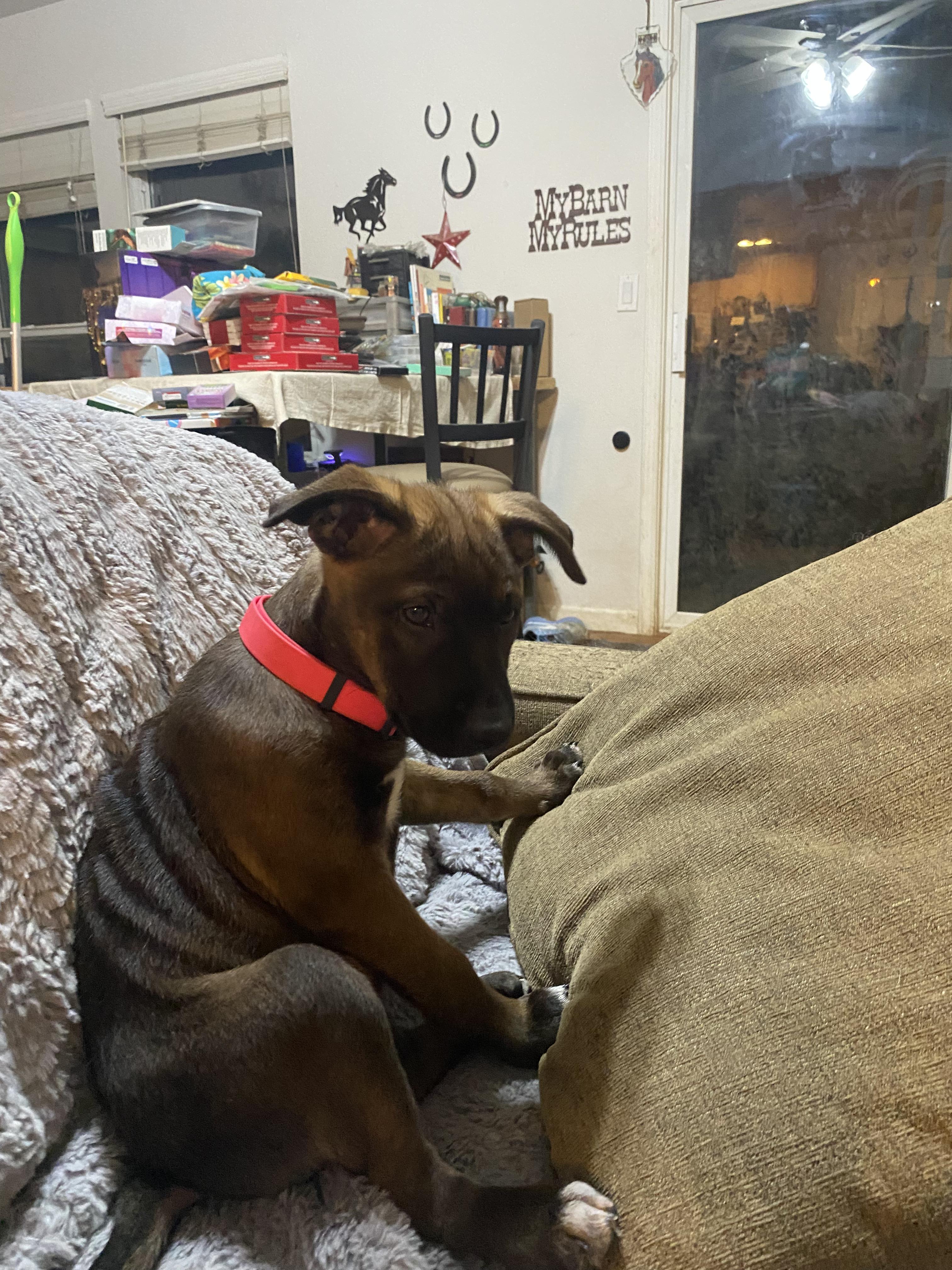 Bilabong, a ADOPTABLE mixed breed in Rocklin , CA image 2/4