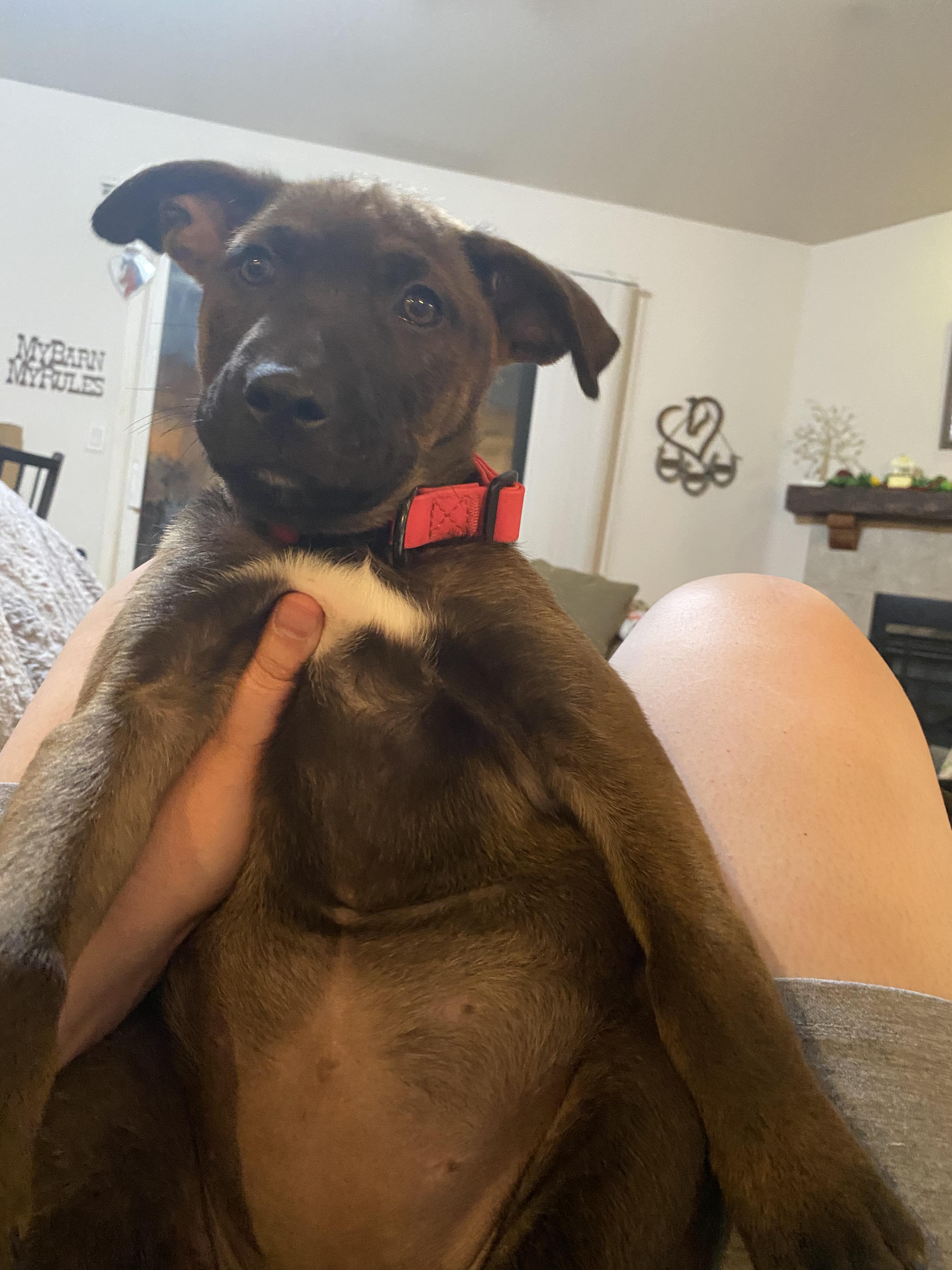 Bilabong, a ADOPTABLE mixed breed in Rocklin , CA image 1/4