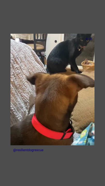 Enlarge Bilabong, a ADOPTABLE mixed breed in Rocklin , CA video 3/4