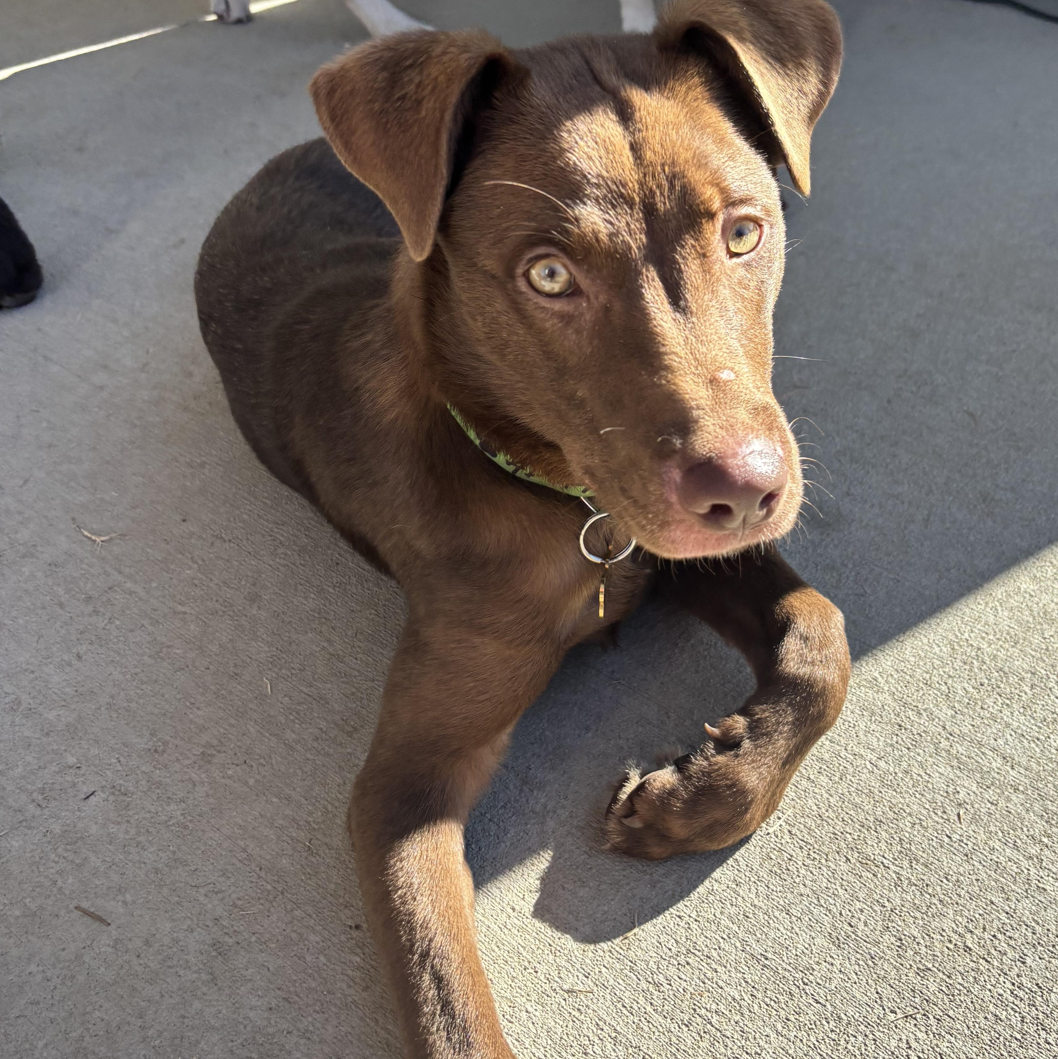 Enlarge Carolina, a Adoptable mixed breed in Charlotte, NC image 5/6