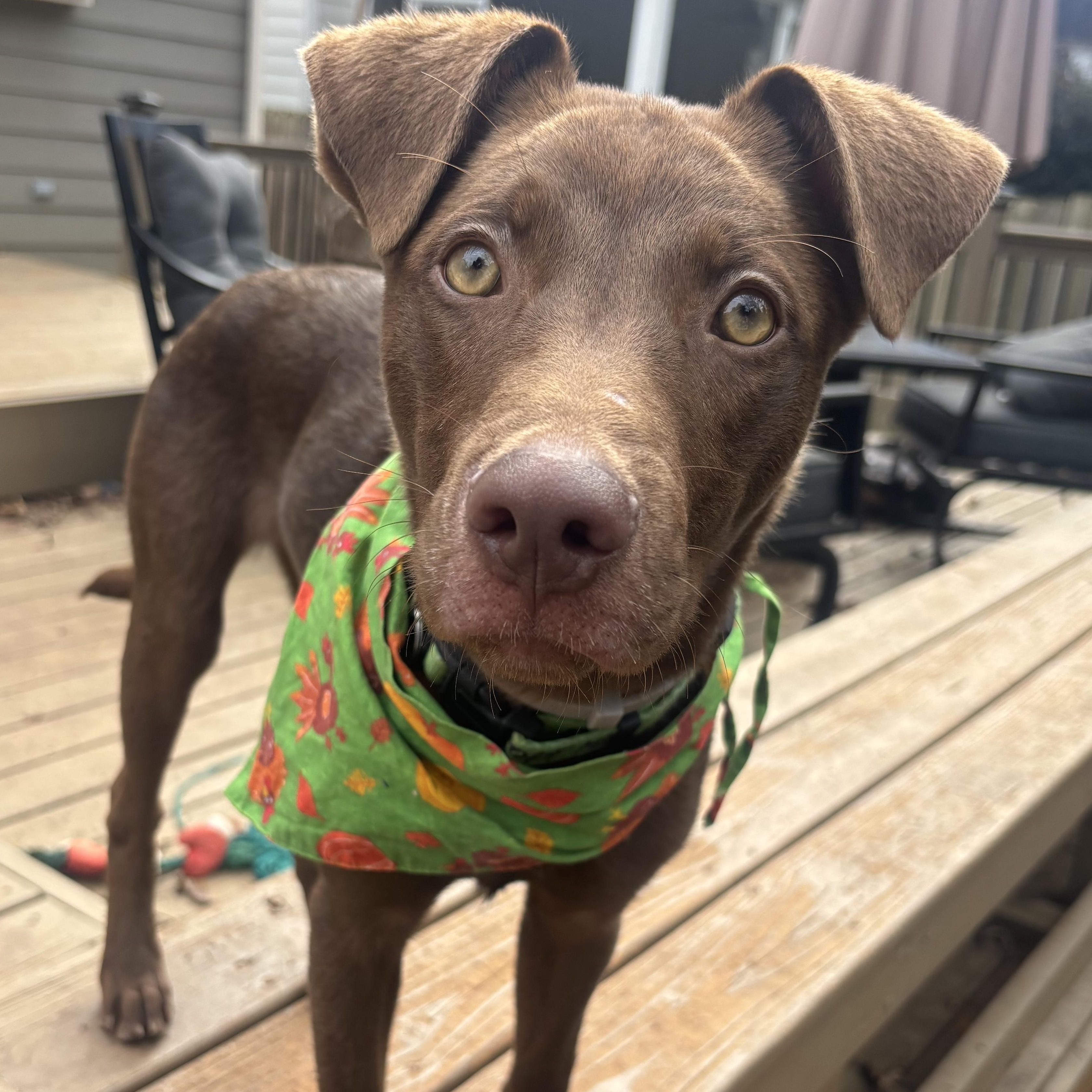 Enlarge Carolina, a Adoptable mixed breed in Charlotte, NC image 1/6