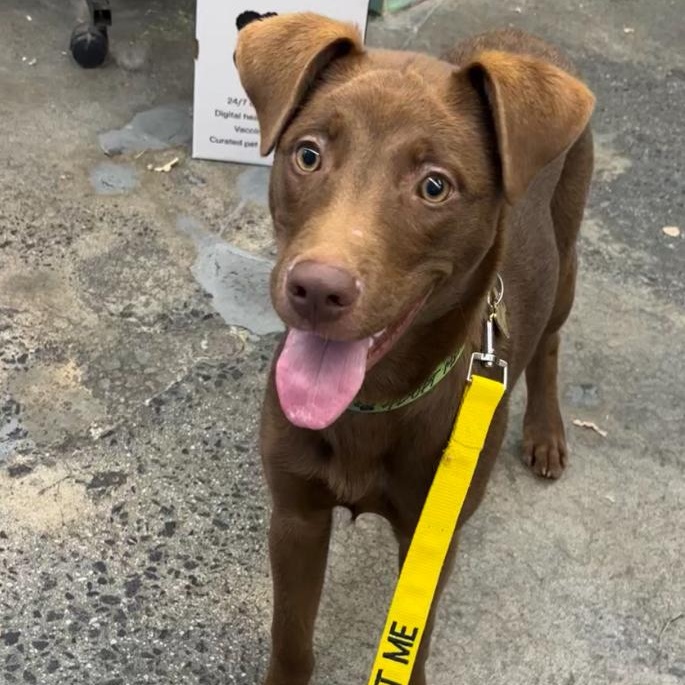 Enlarge Carolina, a Adoptable mixed breed in Charlotte, NC image 2/6