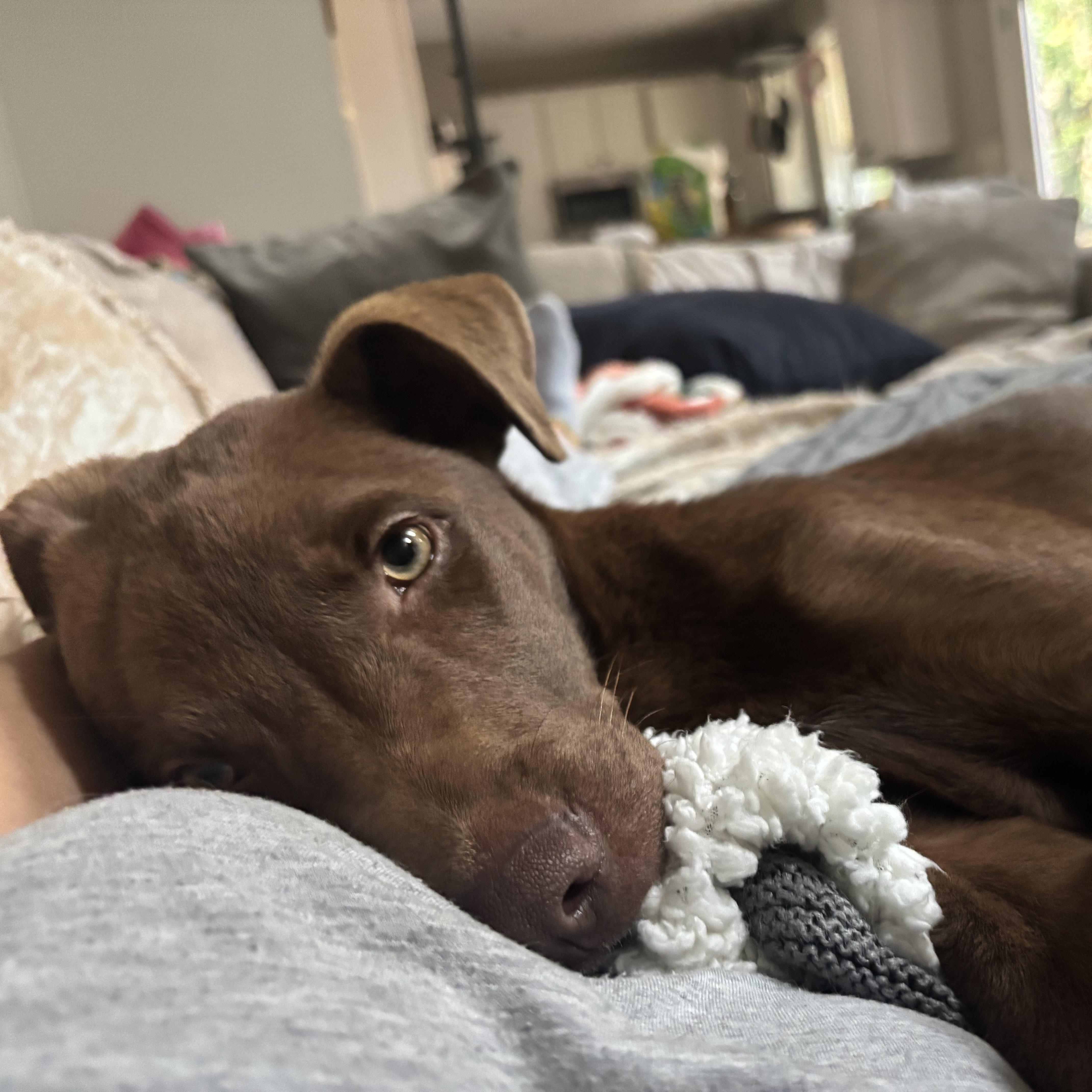 Enlarge Carolina, a Adoptable mixed breed in Charlotte, NC image 6/6