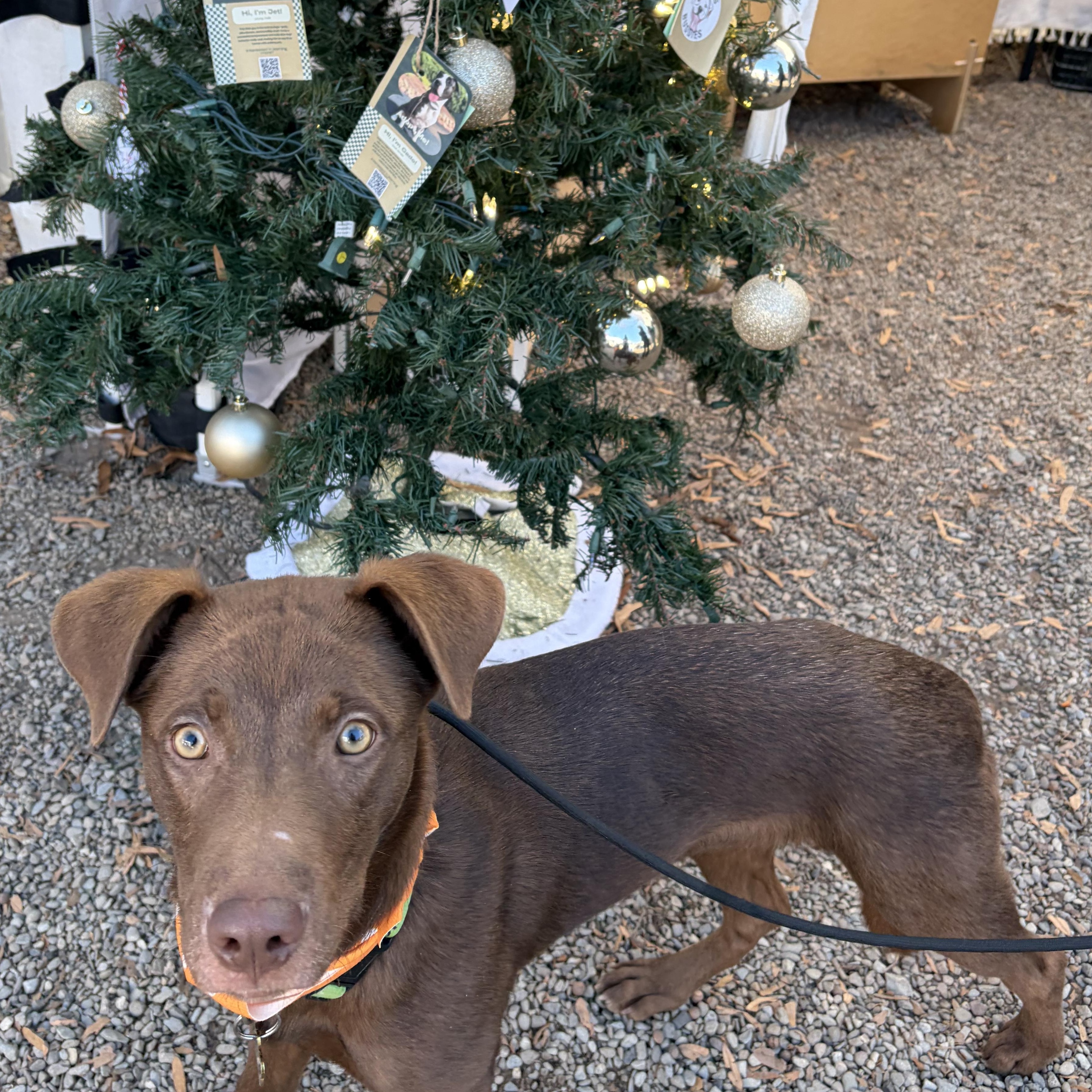 Enlarge Carolina, a Adoptable mixed breed in Charlotte, NC image 3/6