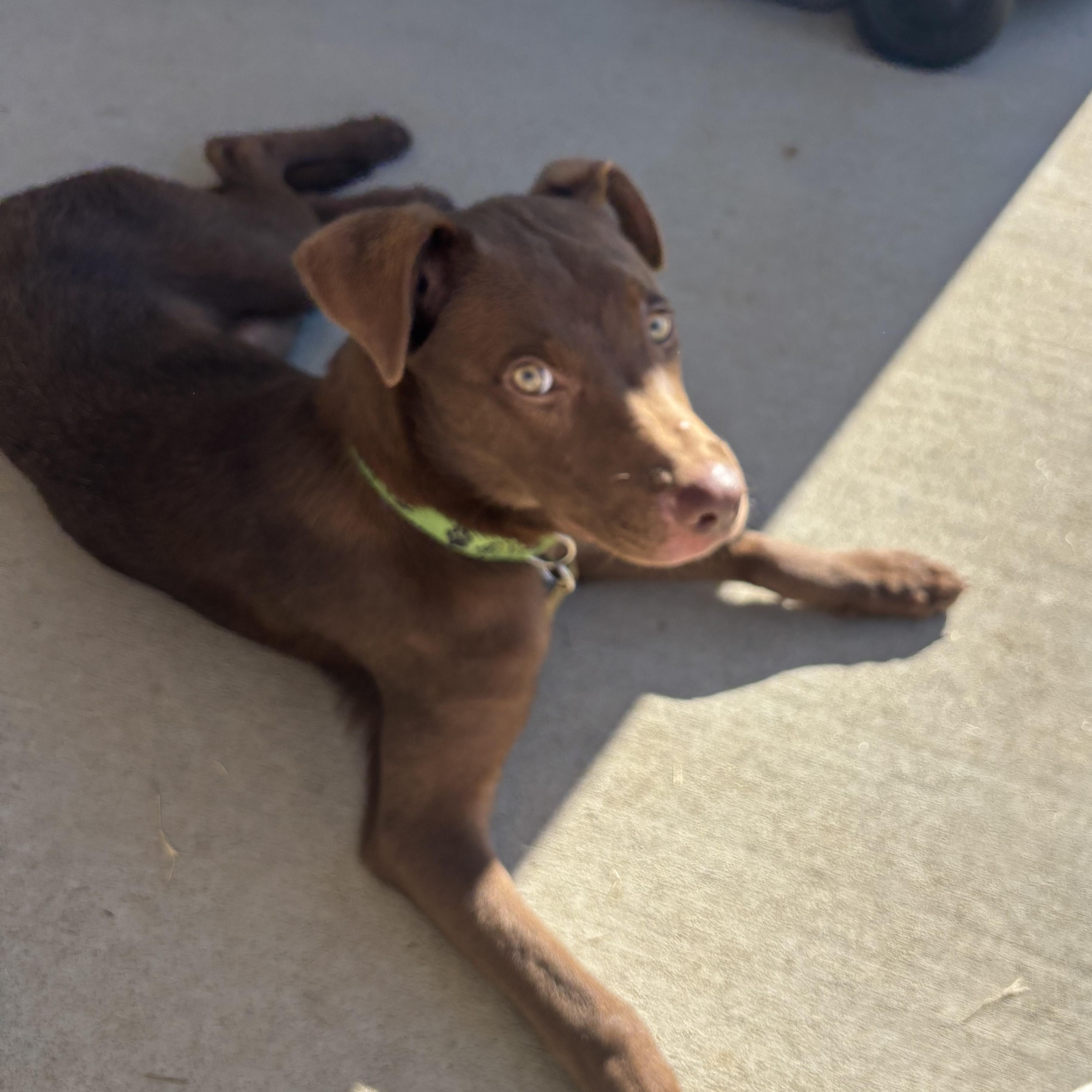Enlarge Carolina, a Adoptable mixed breed in Charlotte, NC image 4/6