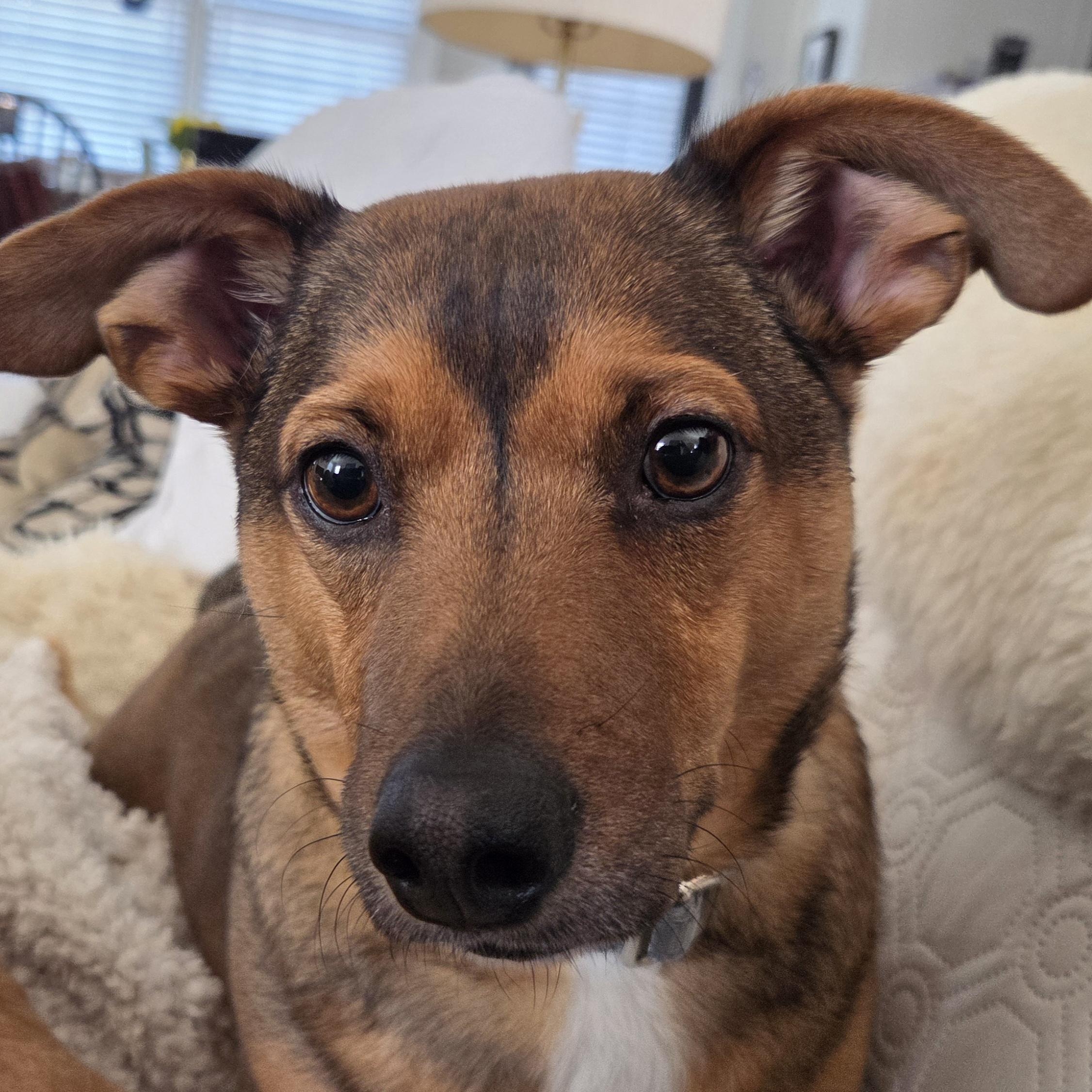 Enlarge Otis, a ADOPTABLE mixed breed in Nantucket, MA image 1/2