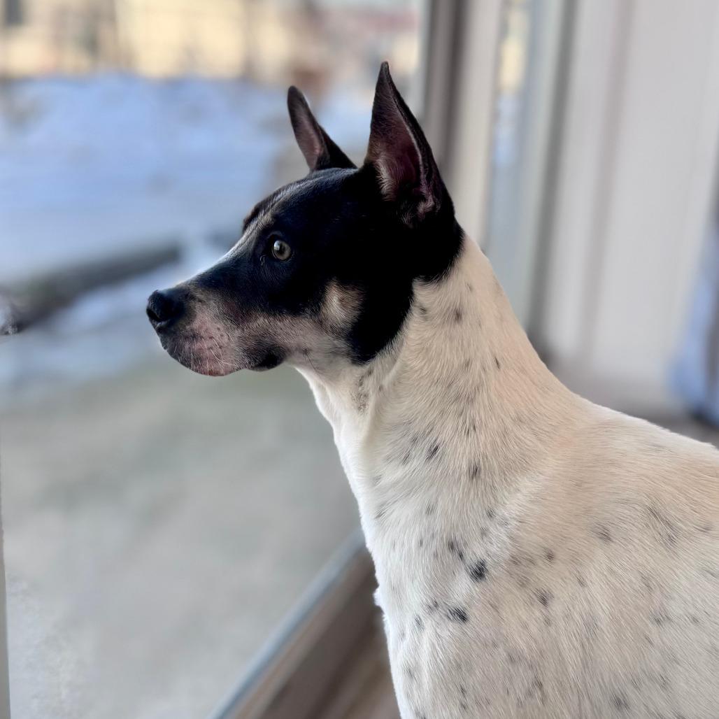 Enlarge Winnie, a Adoptable mixed breed in Green Bay, WI image 1/3