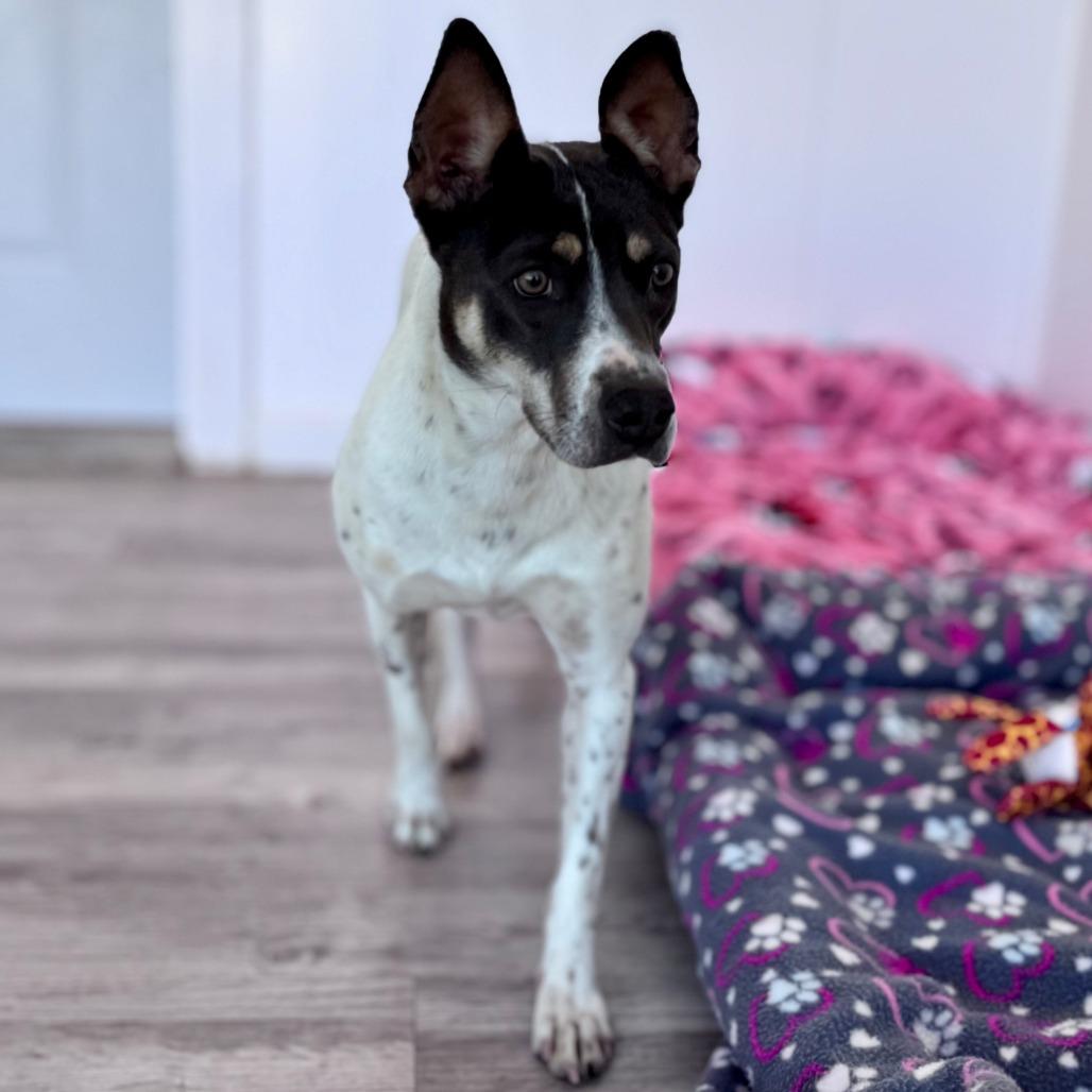 Enlarge Winnie, a Adoptable mixed breed in Green Bay, WI image 2/3