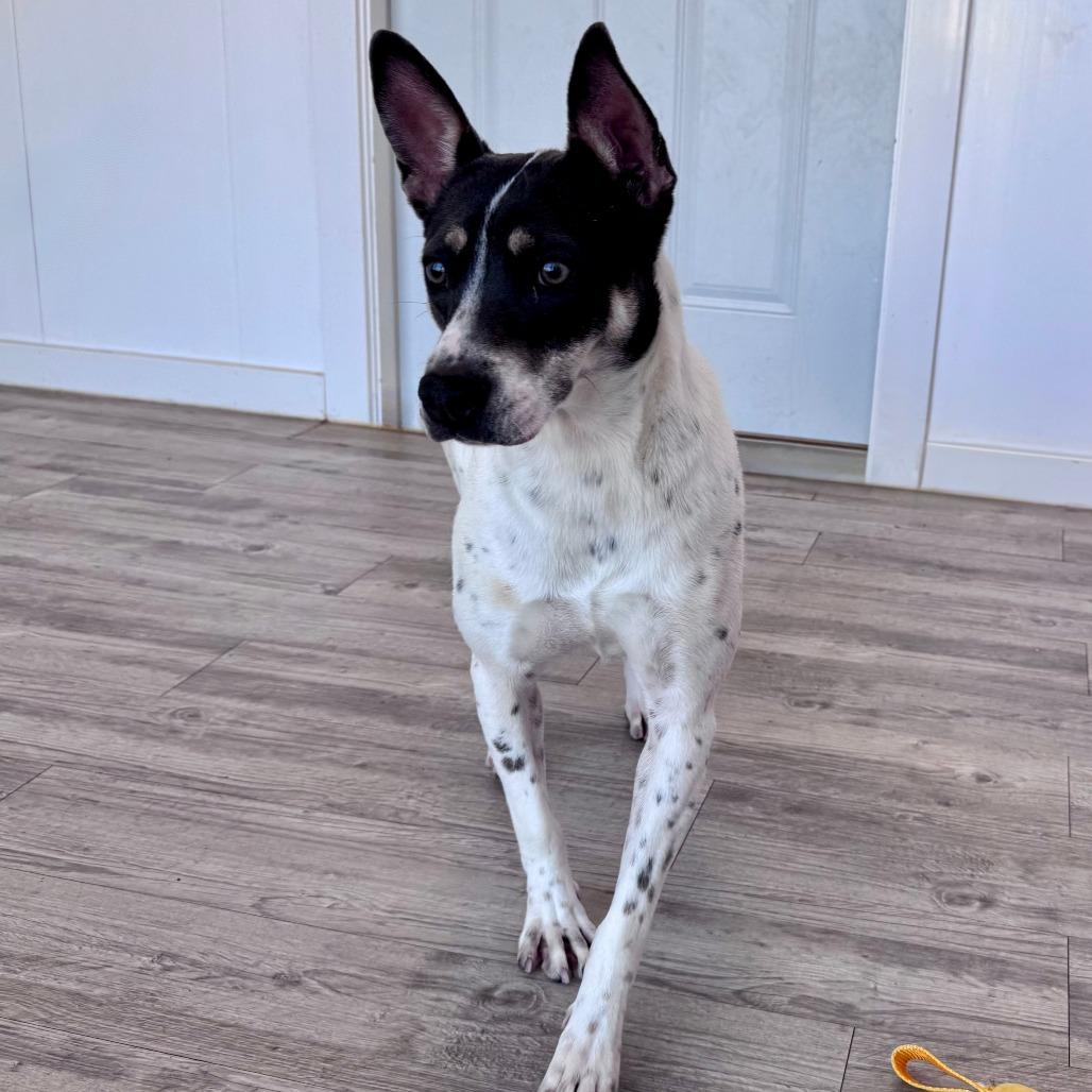 Enlarge Winnie, a Adoptable mixed breed in Green Bay, WI image 3/3