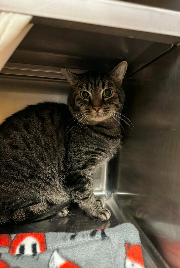 Alfred, Adoptable, Adult Male Domestic Short Hair.