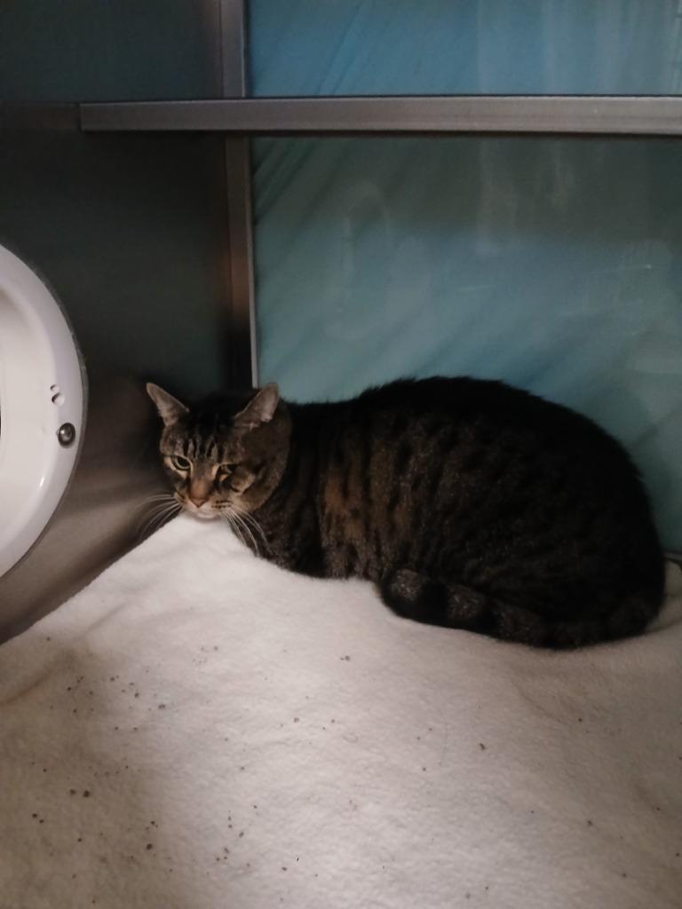 Enlarge Alfred, a Adoptable mixed breed in Grand Forks, ND image 2/2