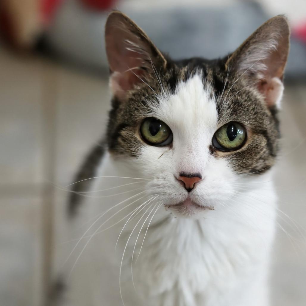 Peanut — thumbnail 2