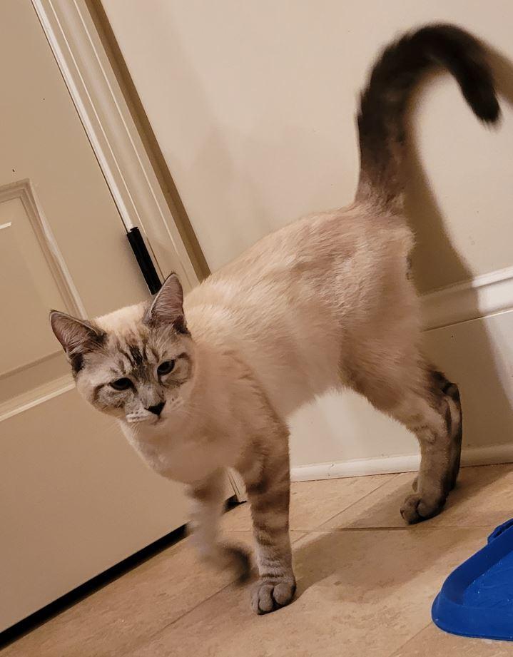 Samson, Adult Male Siamese