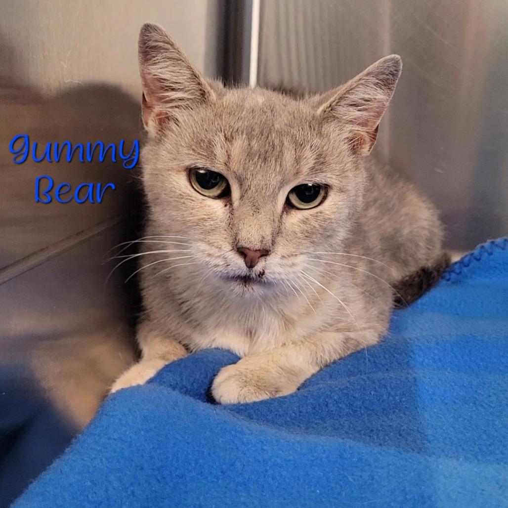 Gummy Bear, Adoptable, Senior Female Domestic Short Hair.