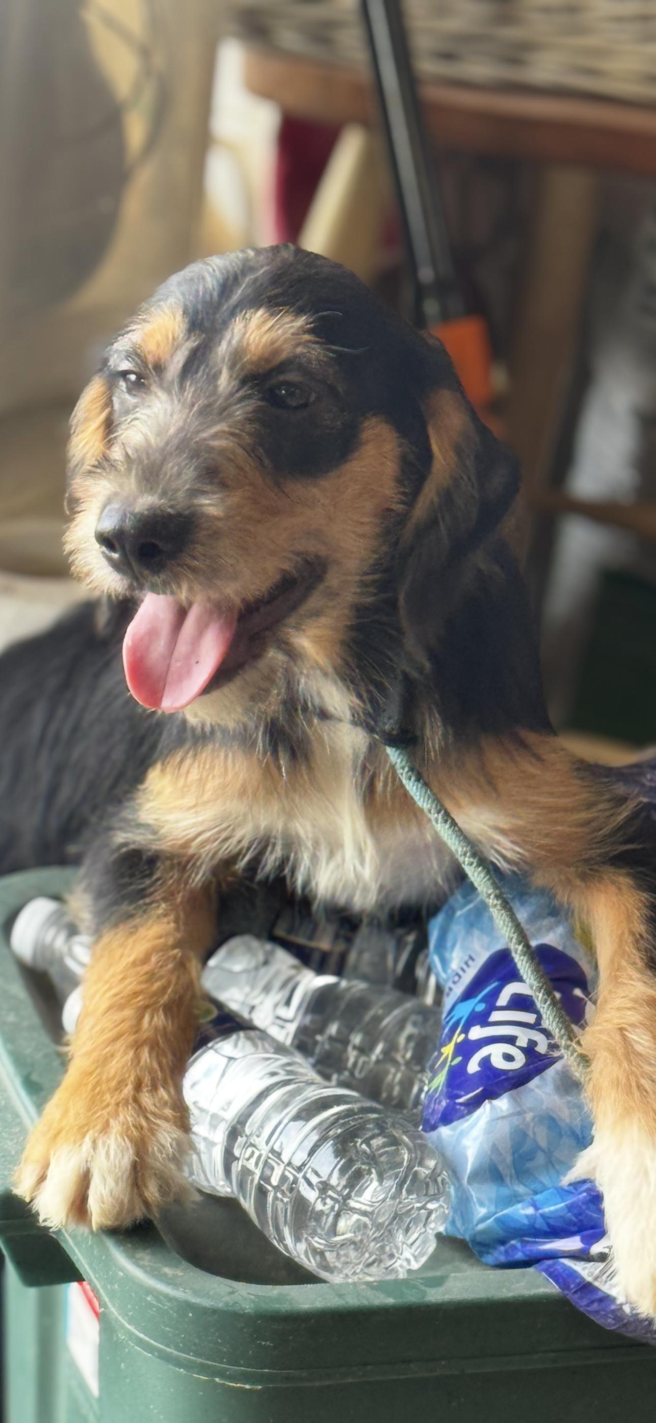 Enlarge Meena, a Adoptable mixed breed in Chesterfield, MO image 1/3