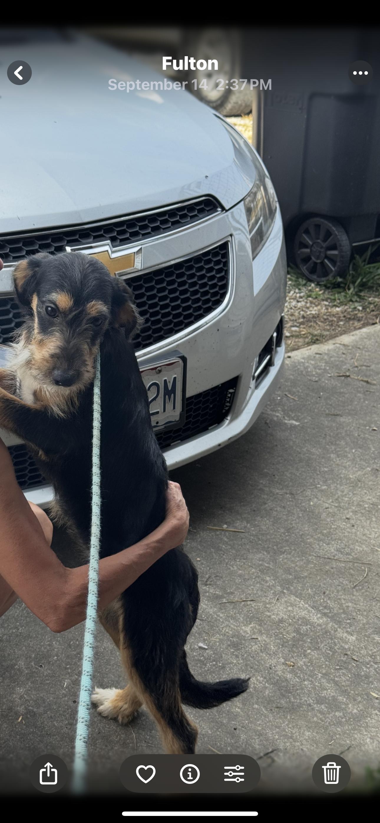 Enlarge Meena, a Adoptable mixed breed in Chesterfield, MO image 2/3