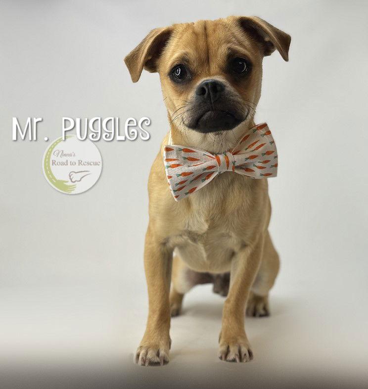 Mr. Puggles, Adoptable, Adult Male Pug.